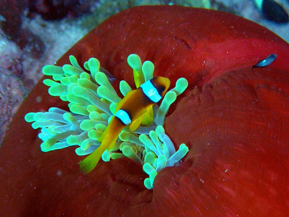 Anemone and Clown with small closed