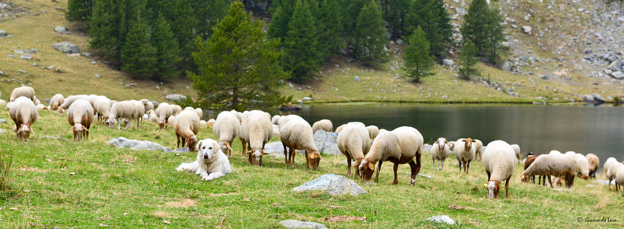 A guardia del gregge ..