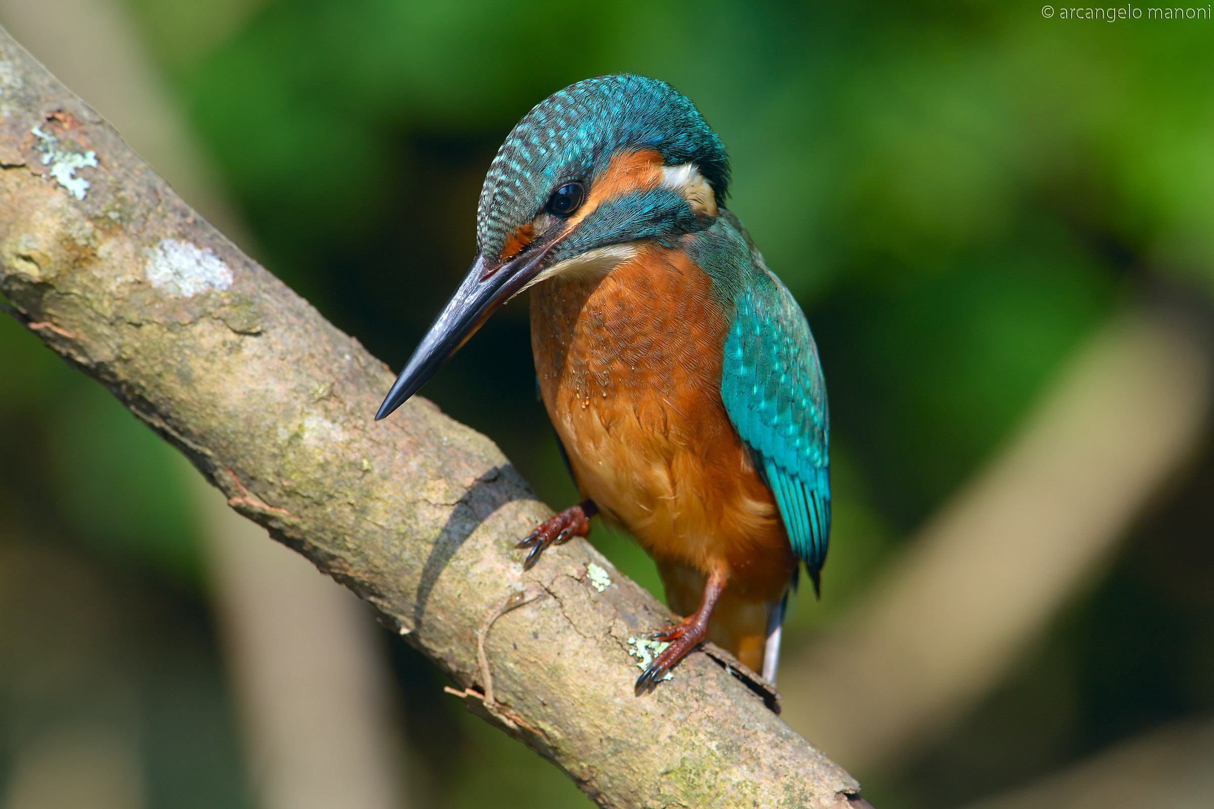 Martino alla ricerca della preda