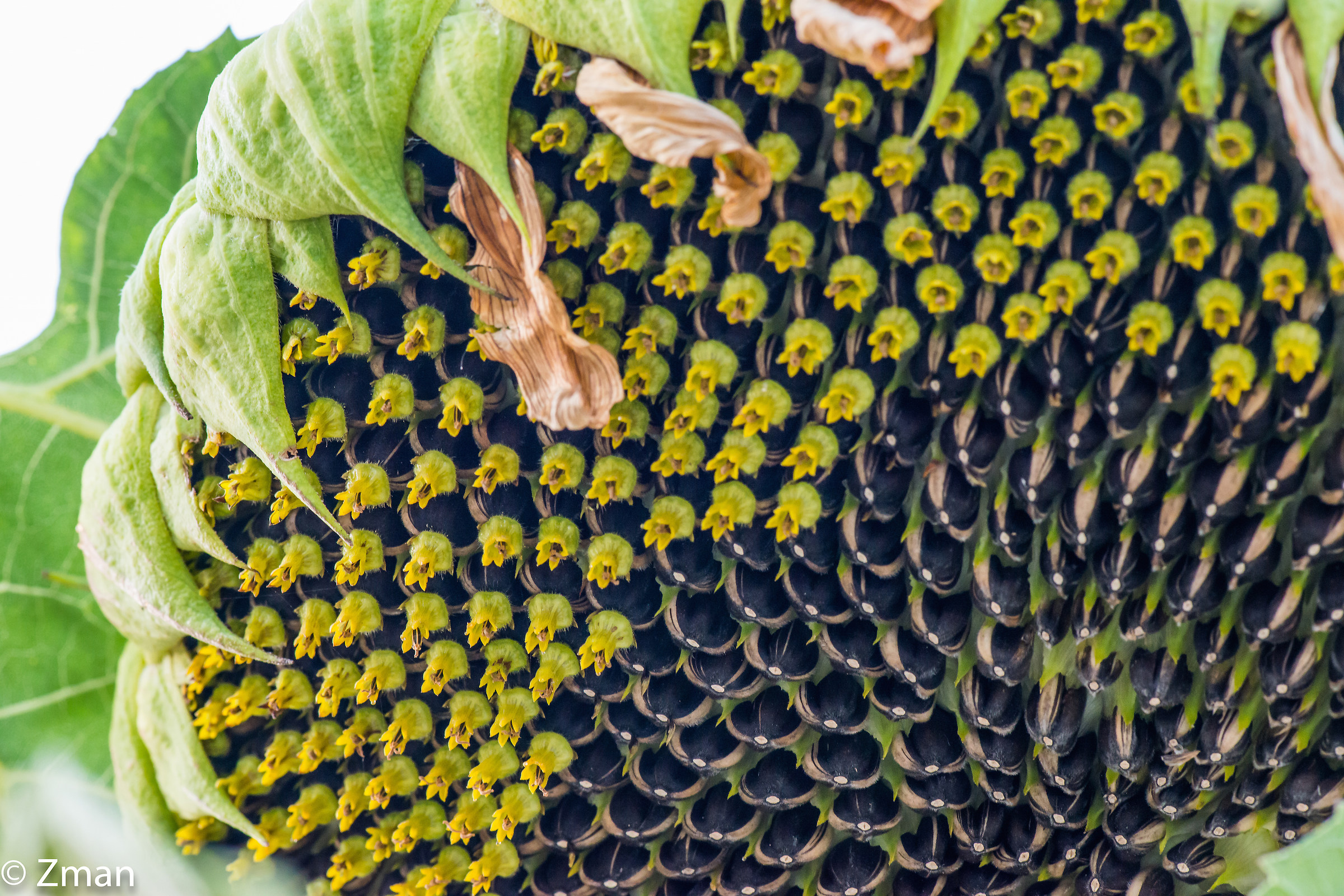 Detail of Sunflower
