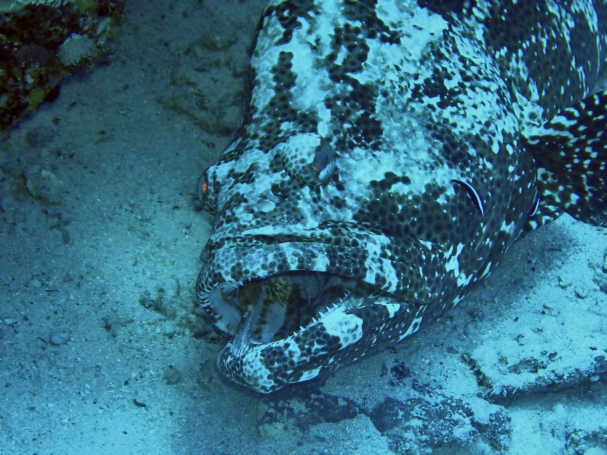 Grouper (about 30 Kg)