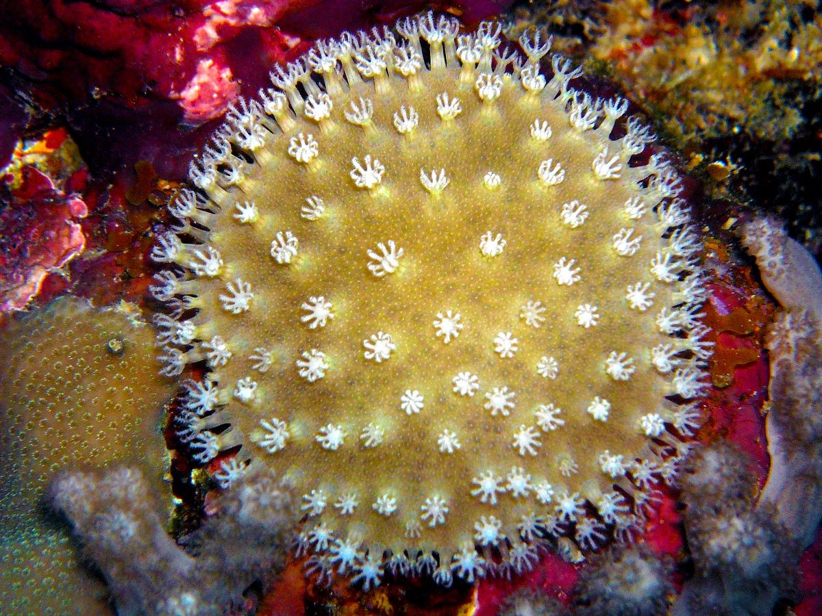 Ball of soft coral