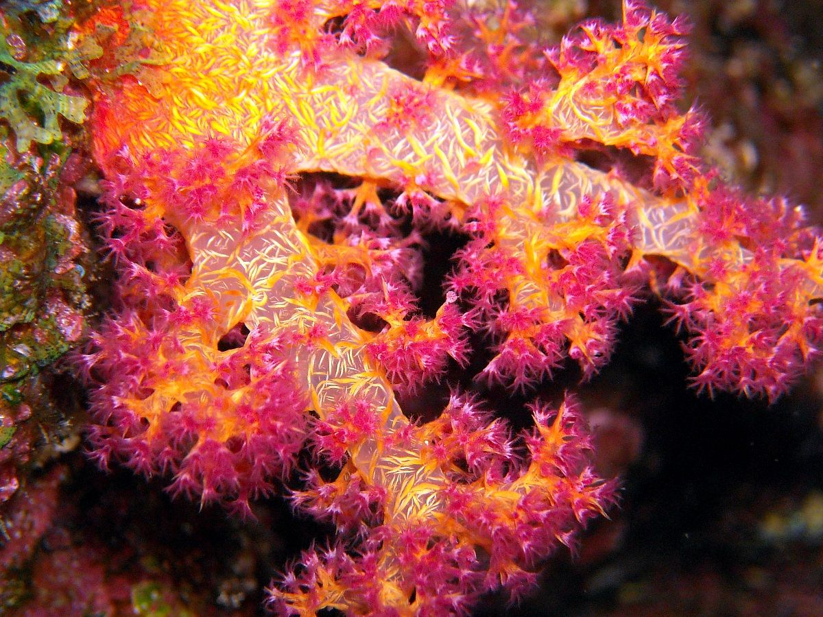Soft Coral