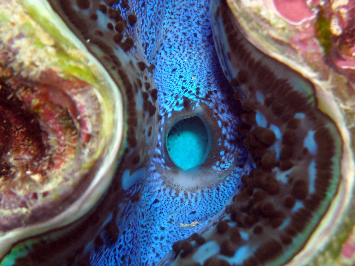 Venting of a Tridacna