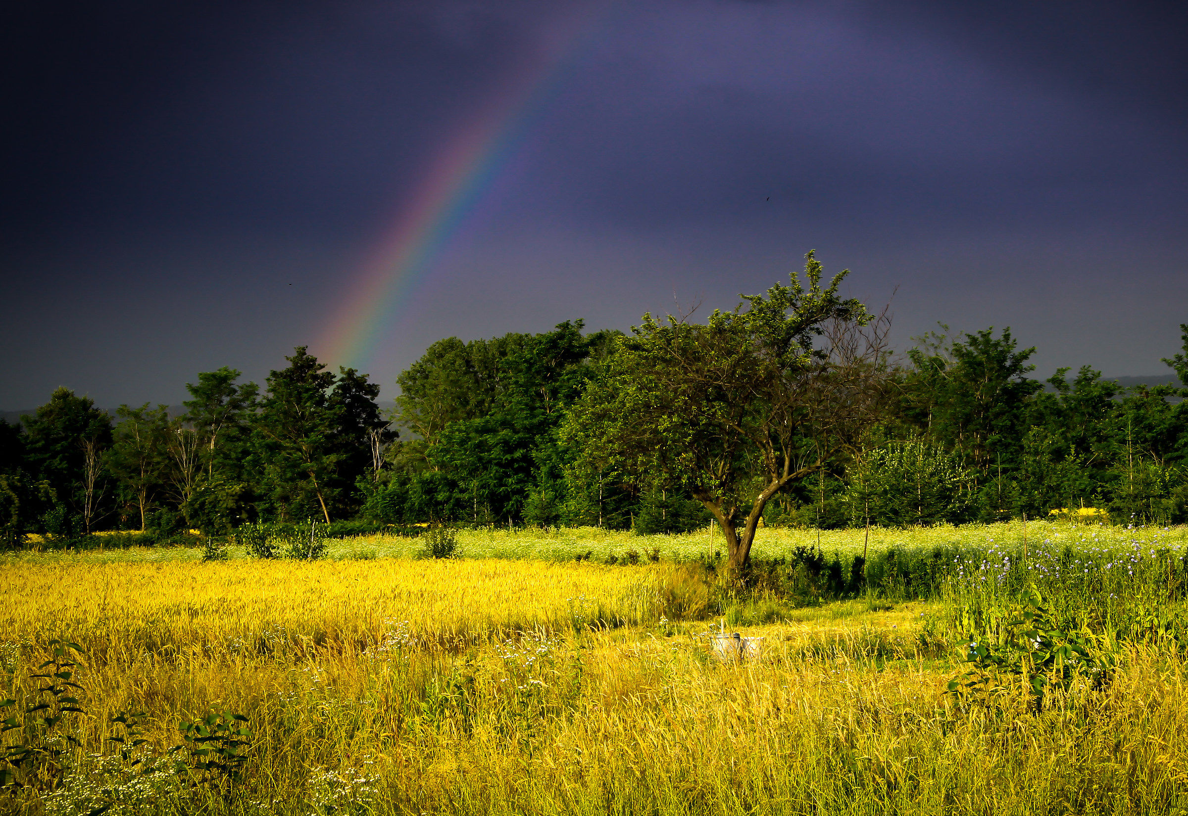 somewhere under the rainbow