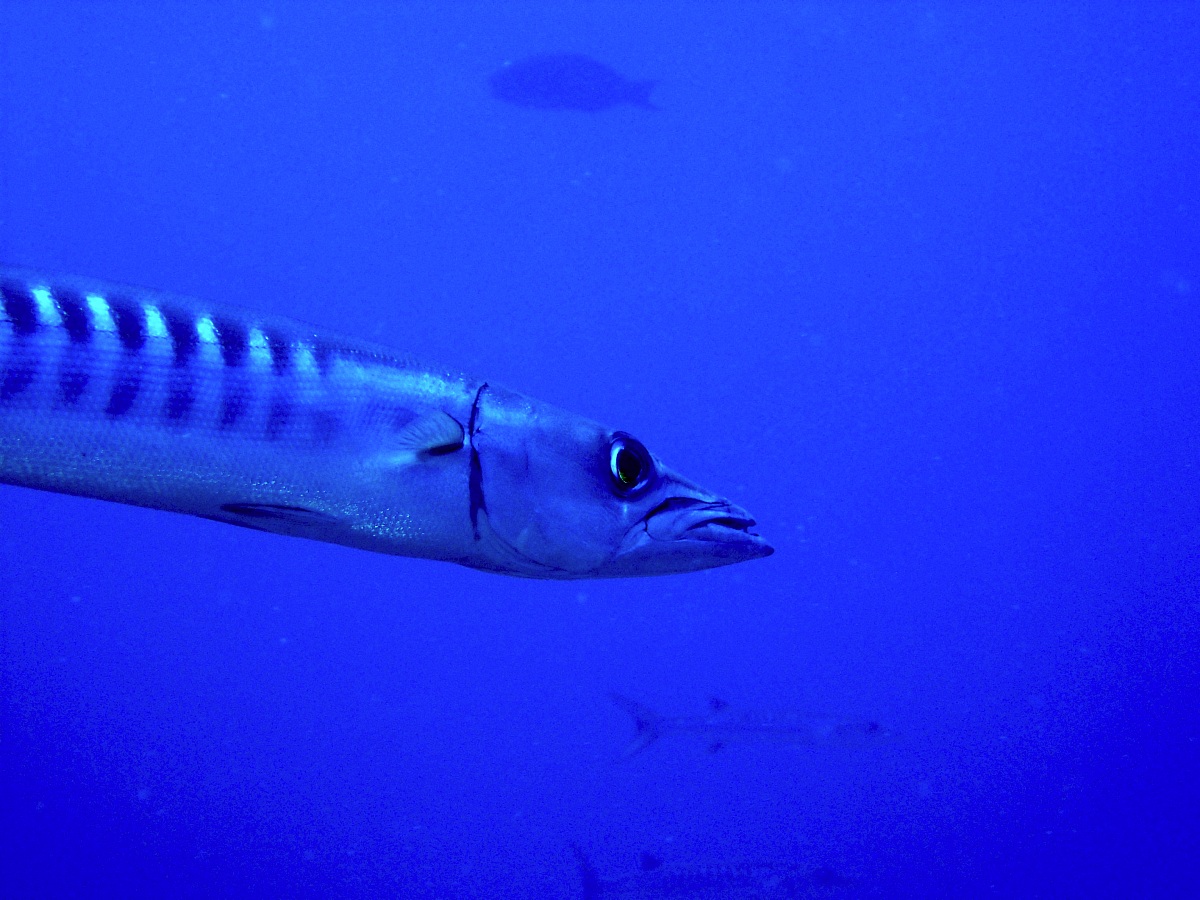 Barracuda Solitaire (> 1 m)