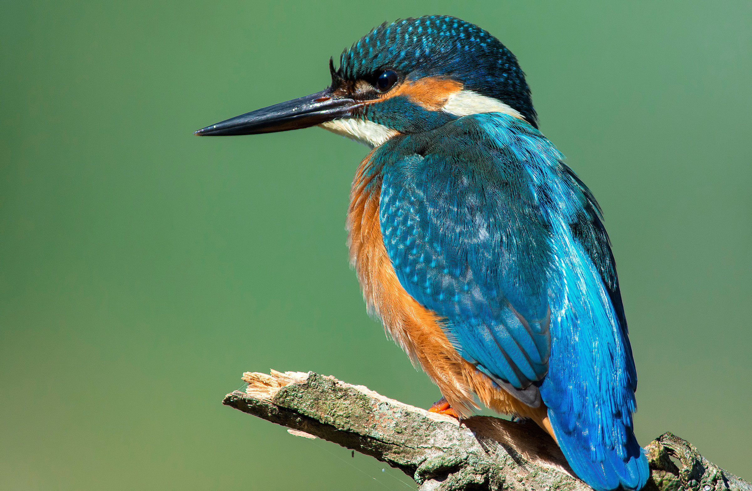 martino pronto ad attaccare