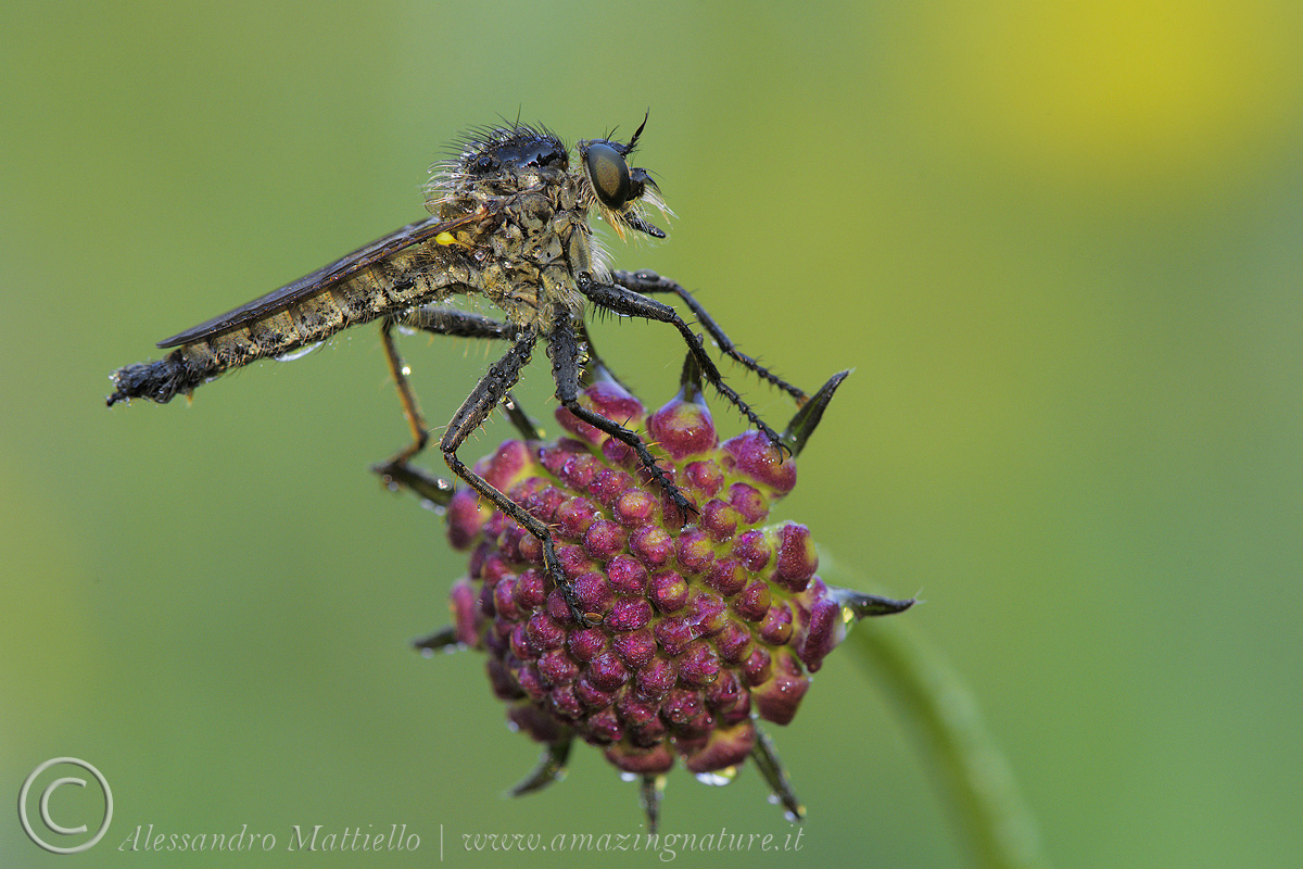 on the wheel (asilide)