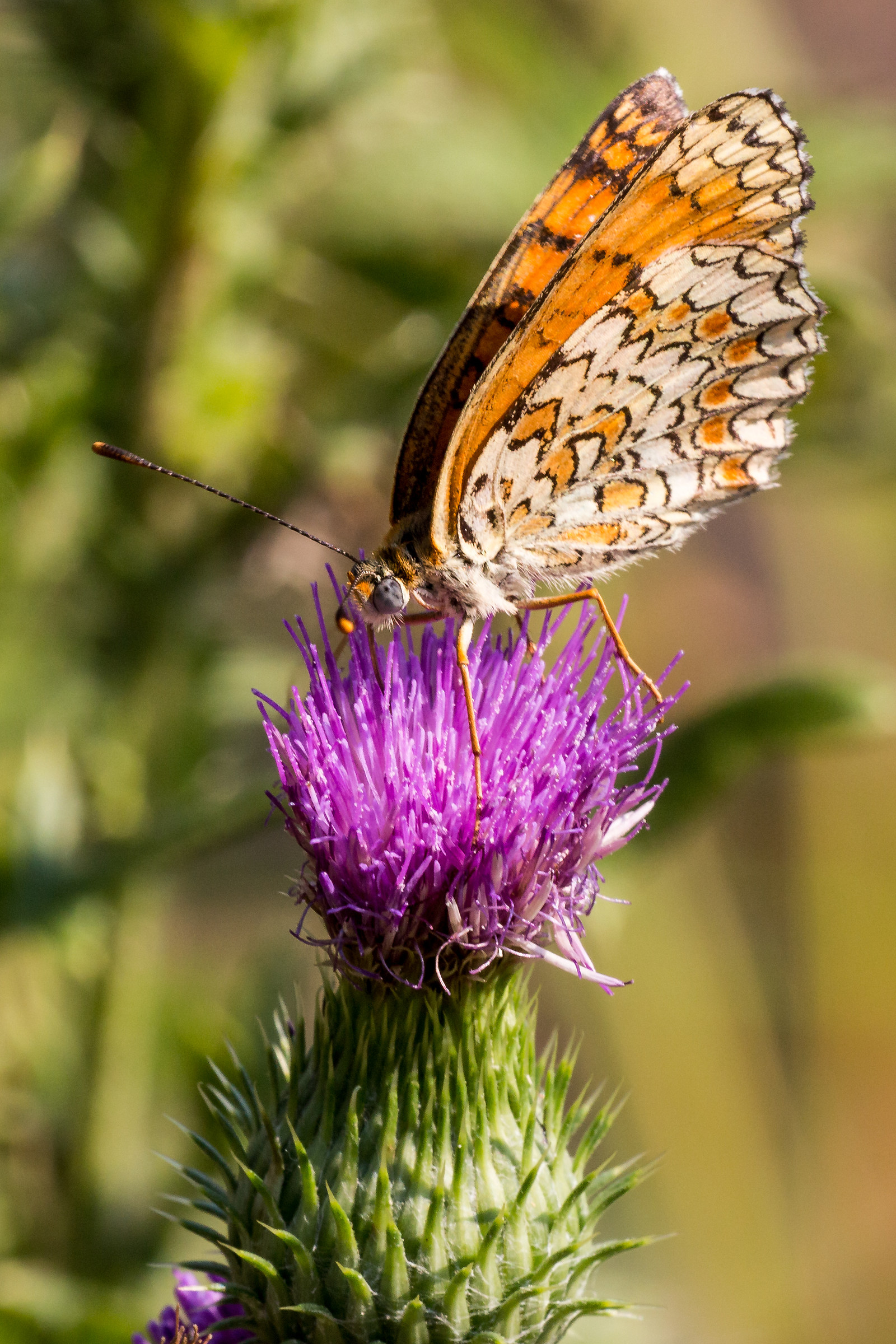 Melitaea phoebe