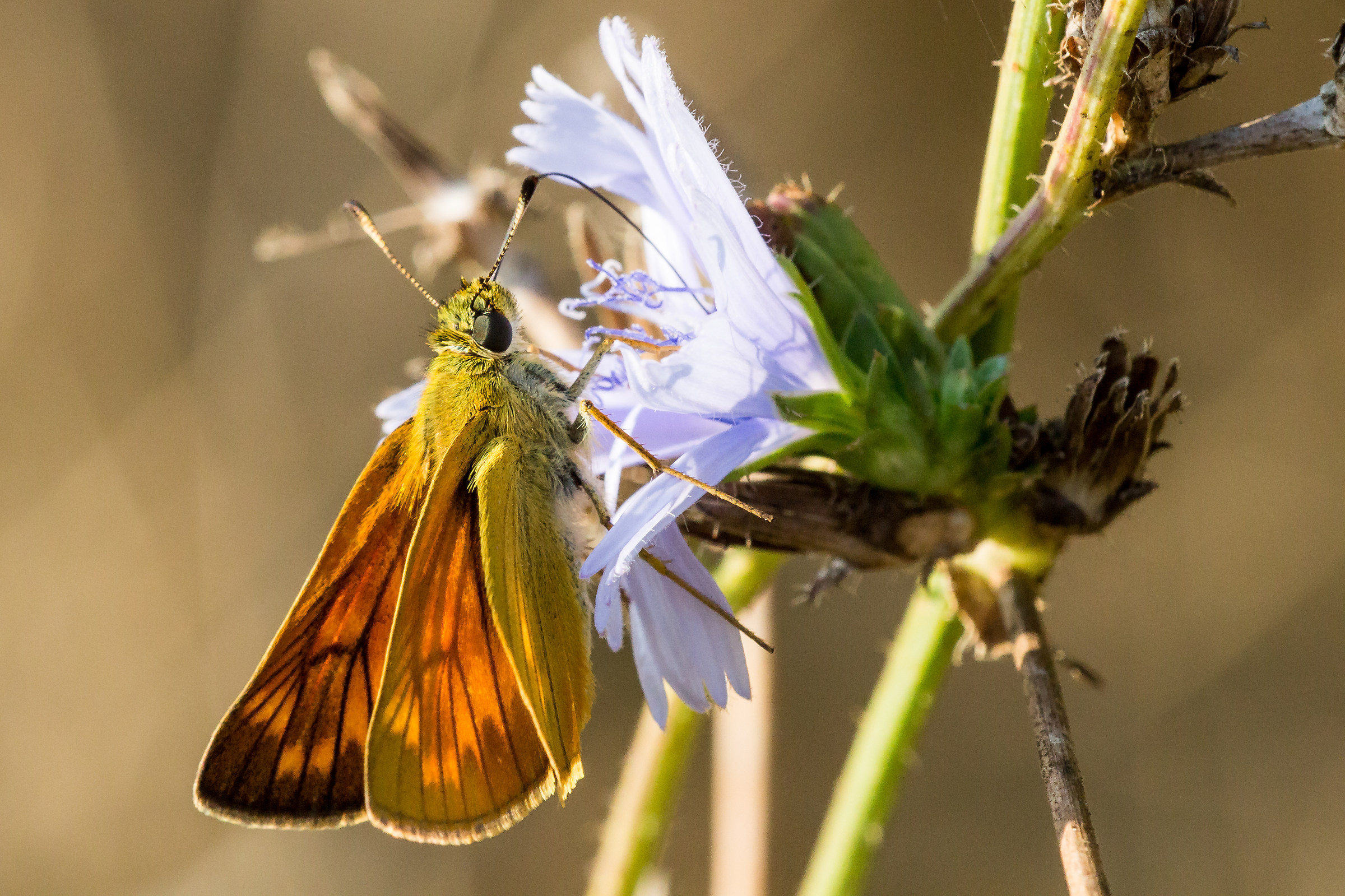 Ochlodes sylvanus(venatus)maschio
