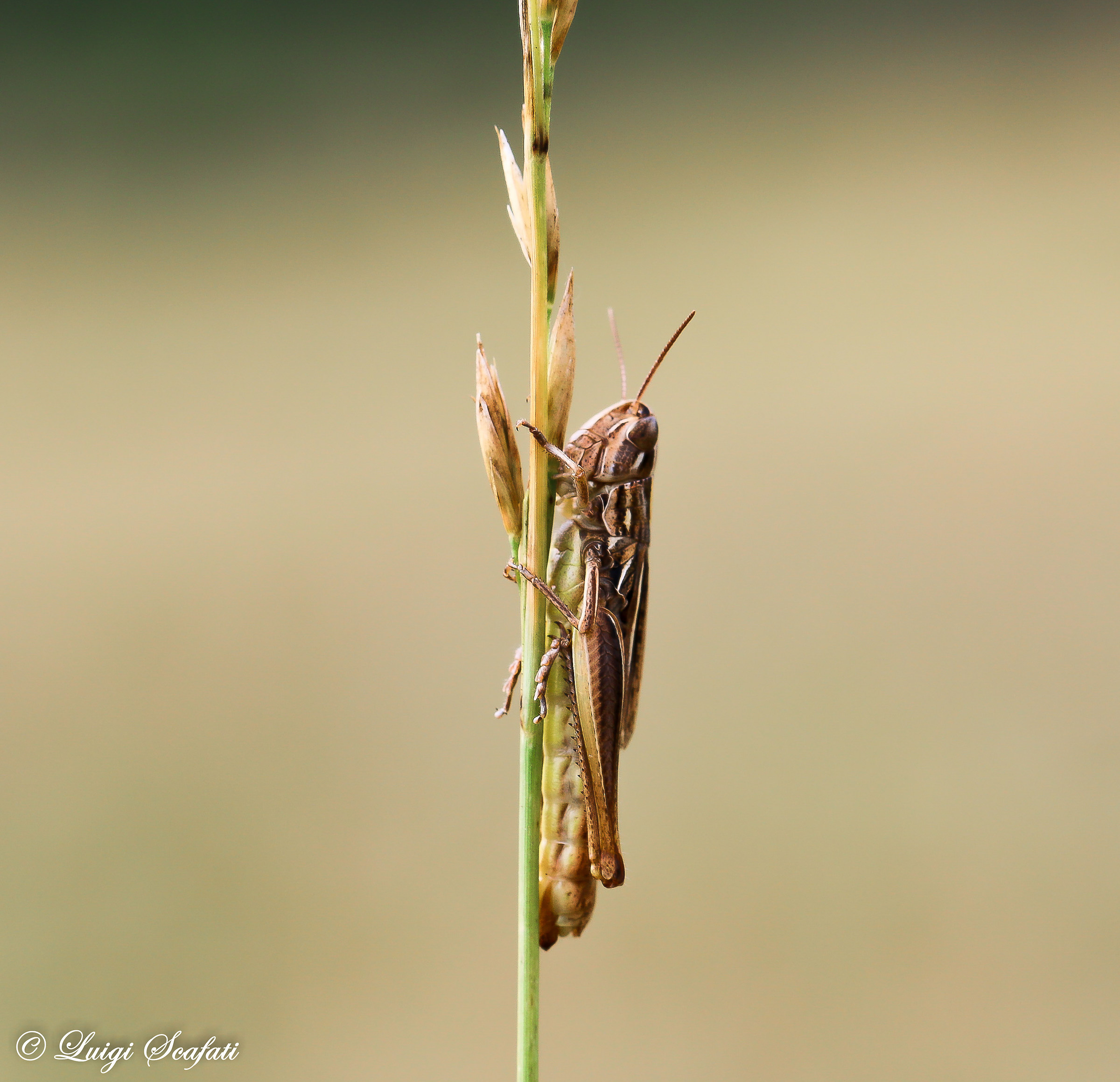 Hanging by a thread ... grass !!!