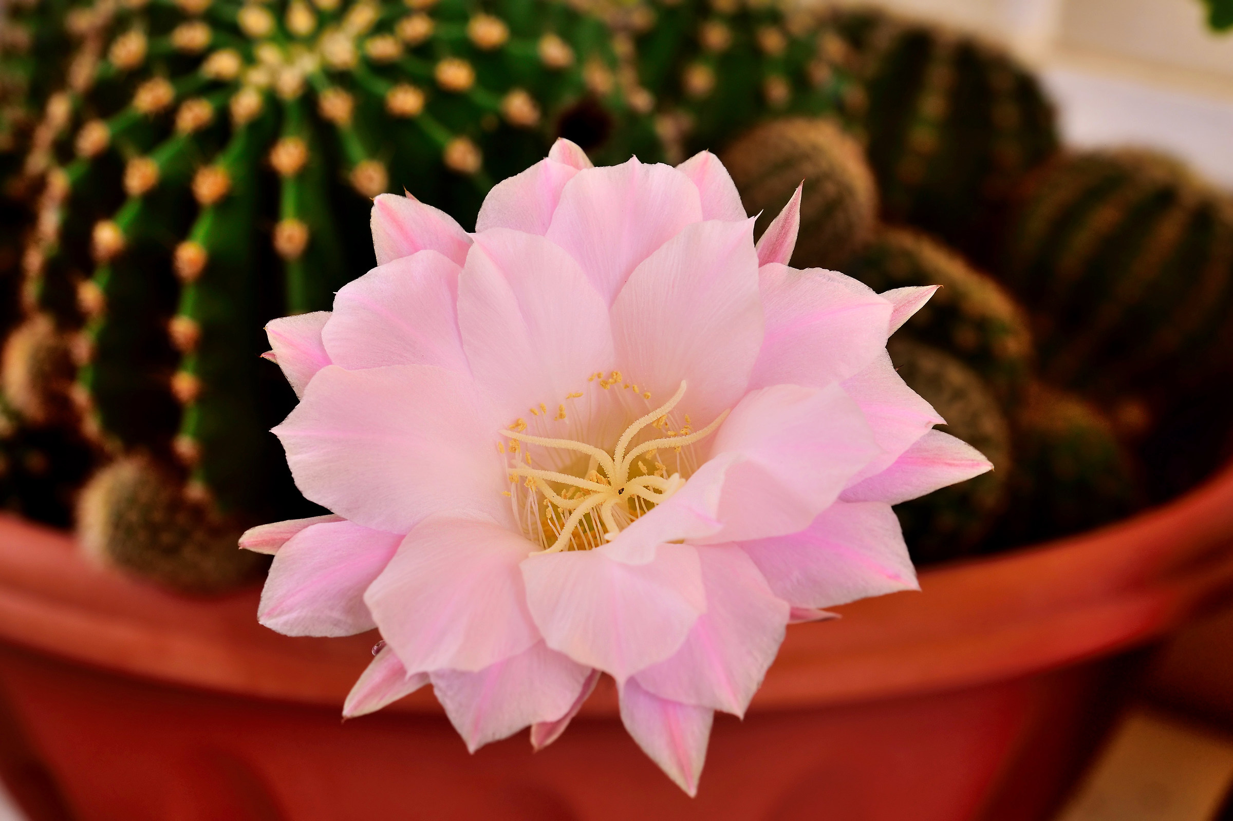Echinopsis Multiplex