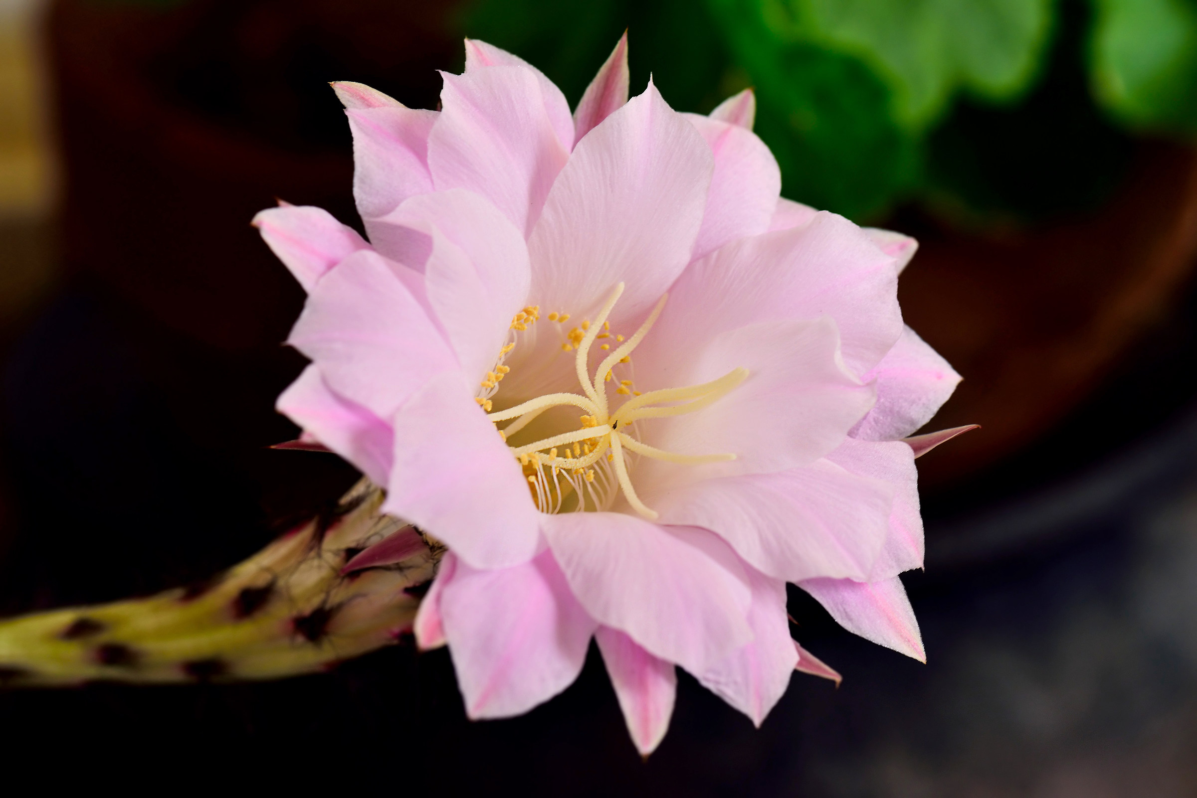 Echinopsis Multiplex