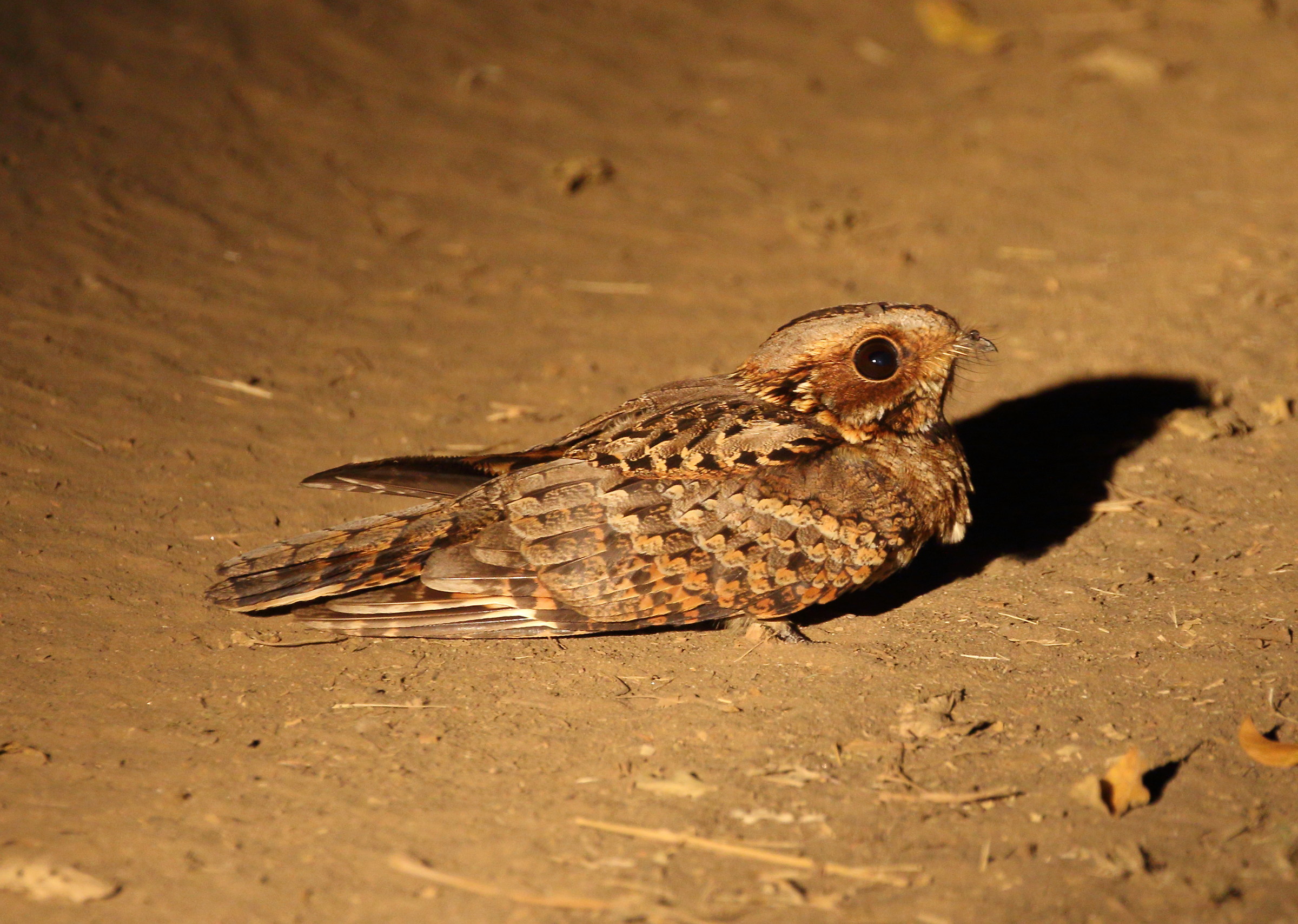 rufous-cheeked nightjar
