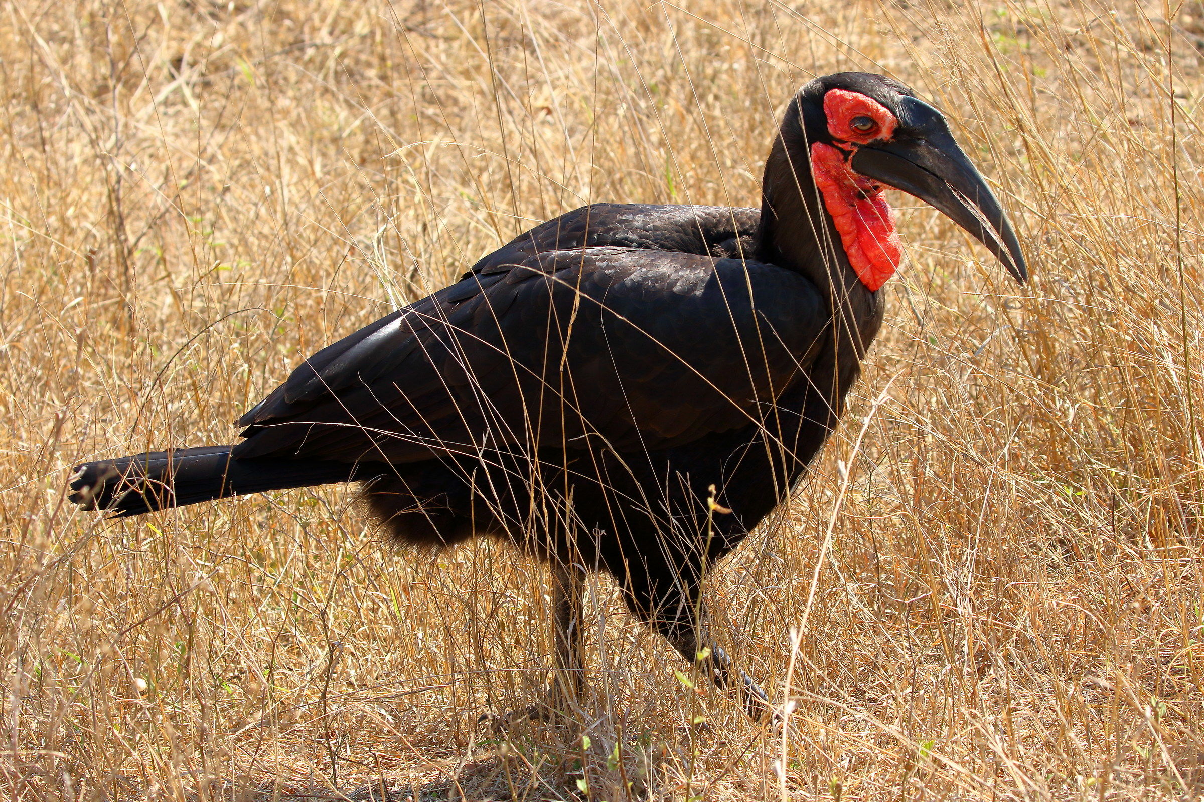 Southern ground hornbill
