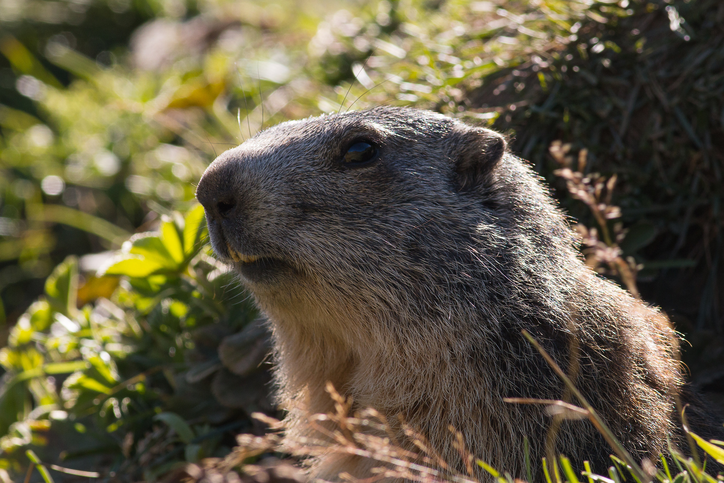 Marmot