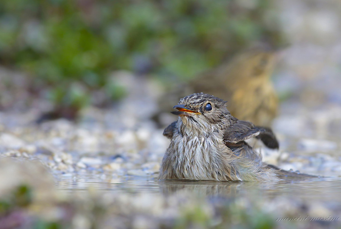 Flycatcher (Muscicapa striata)