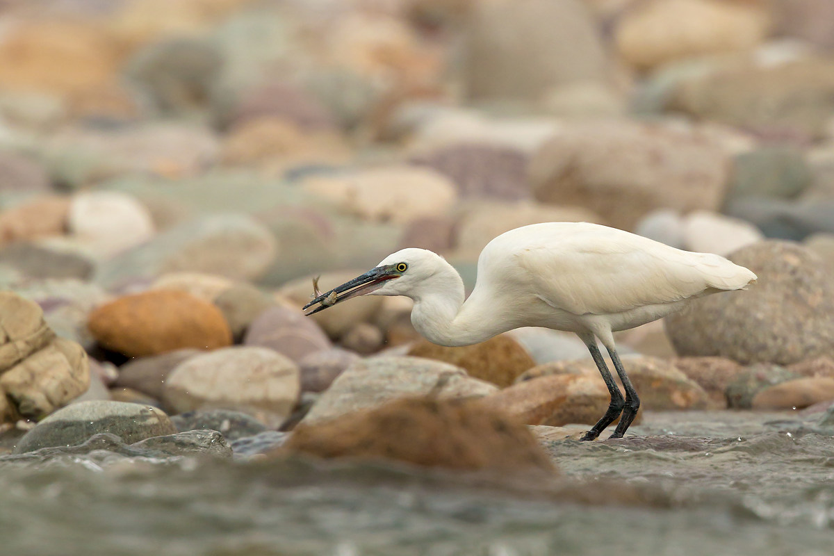 egret with prey