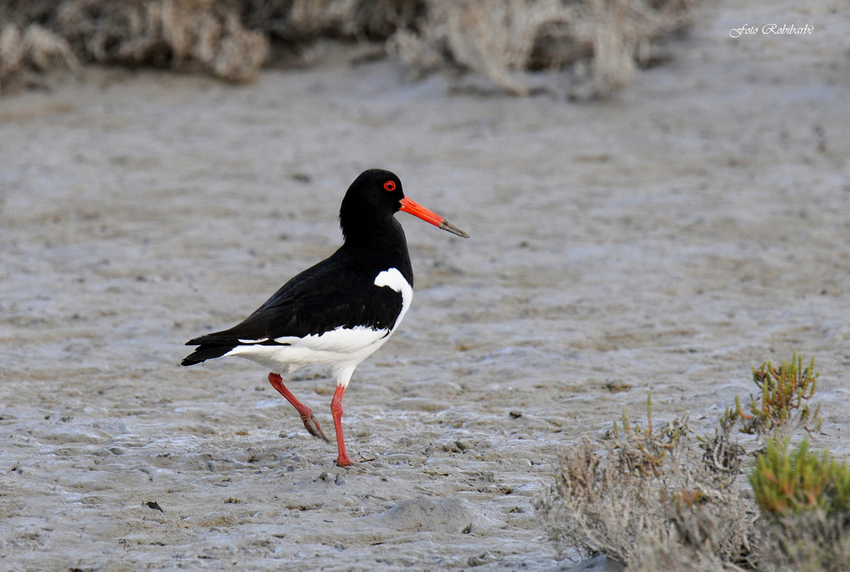 Beccaccia di mare...
