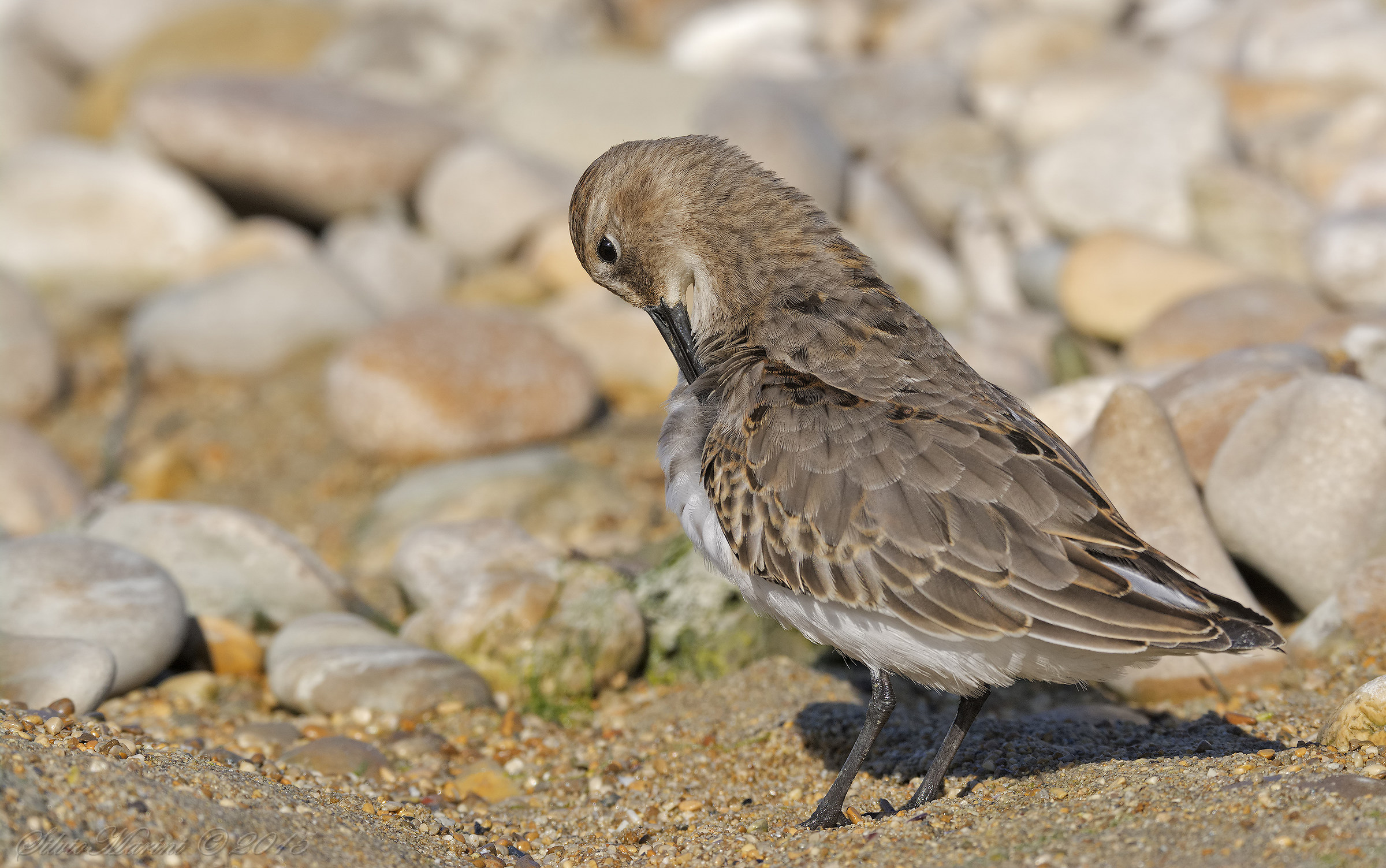 Dunlin (Calidris alpina)
