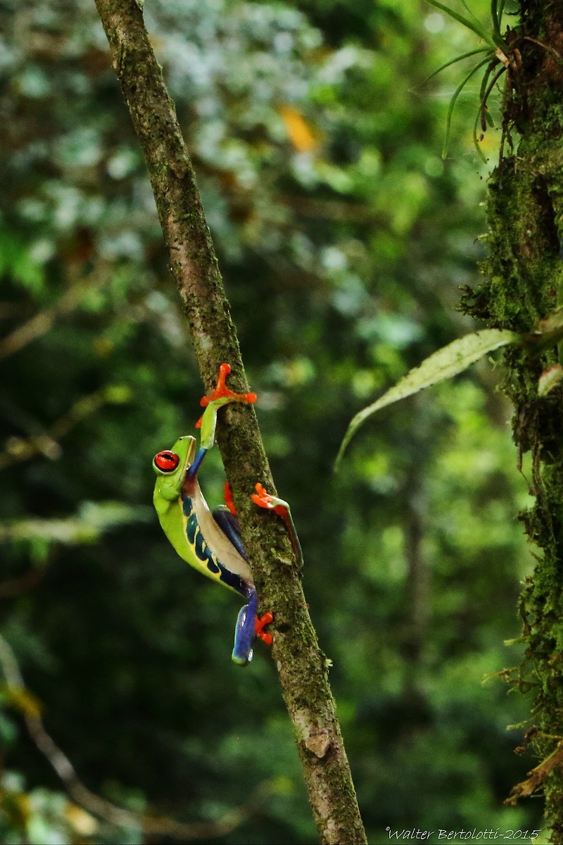 raganella dagli occhi rossi-Agalychnis callidryas