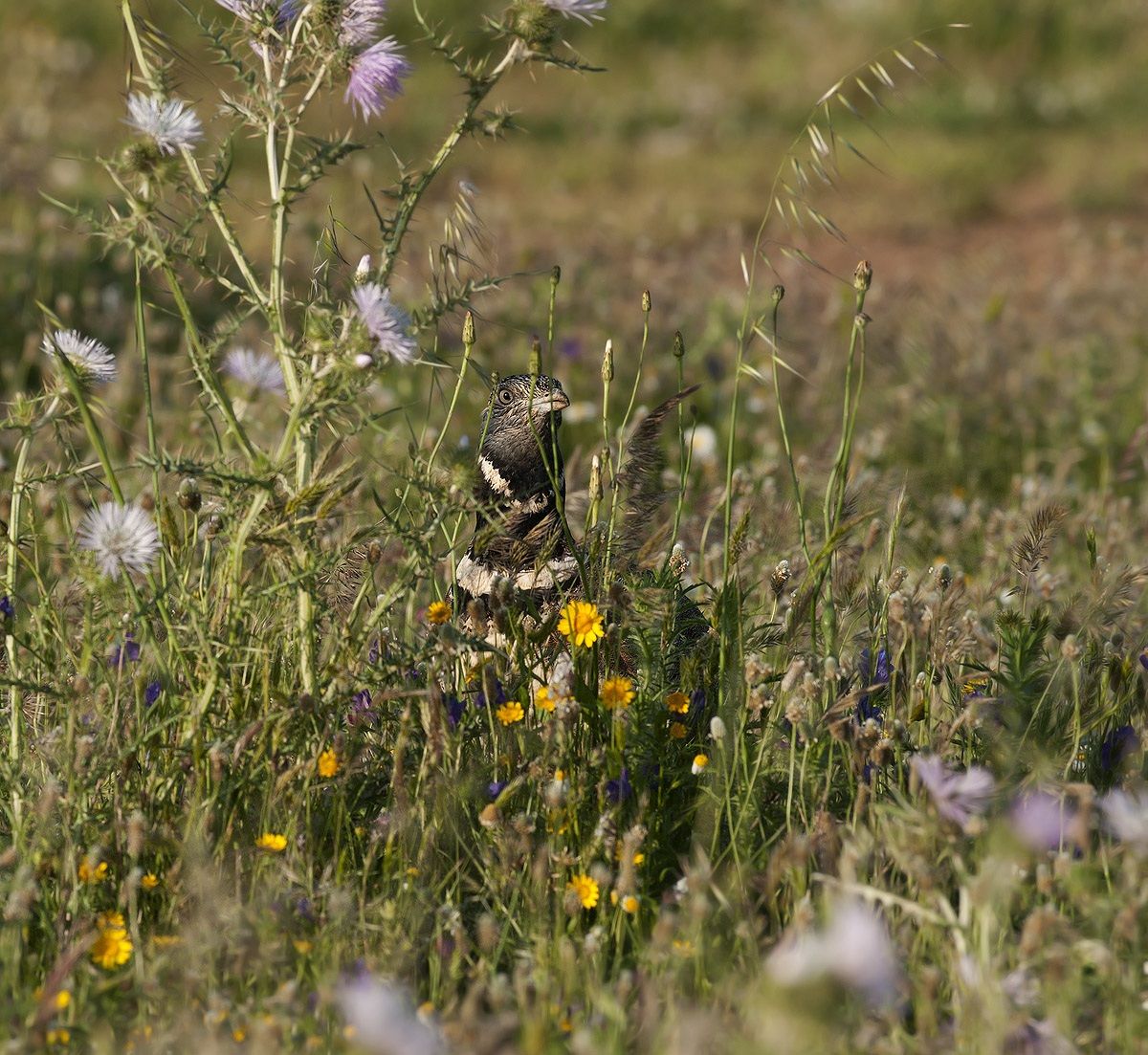 gallina prataiola-little bustard