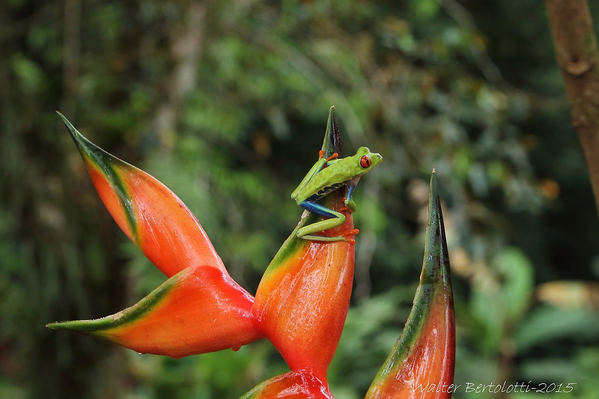 raganella dagli occhi rossi-Agalychnis callidryas