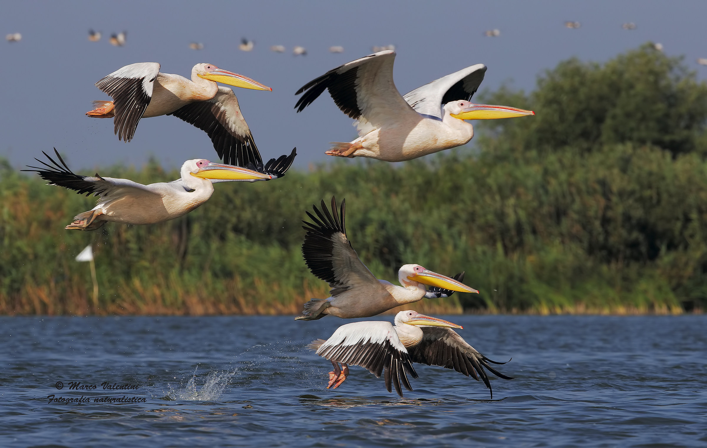 5 Pelicans