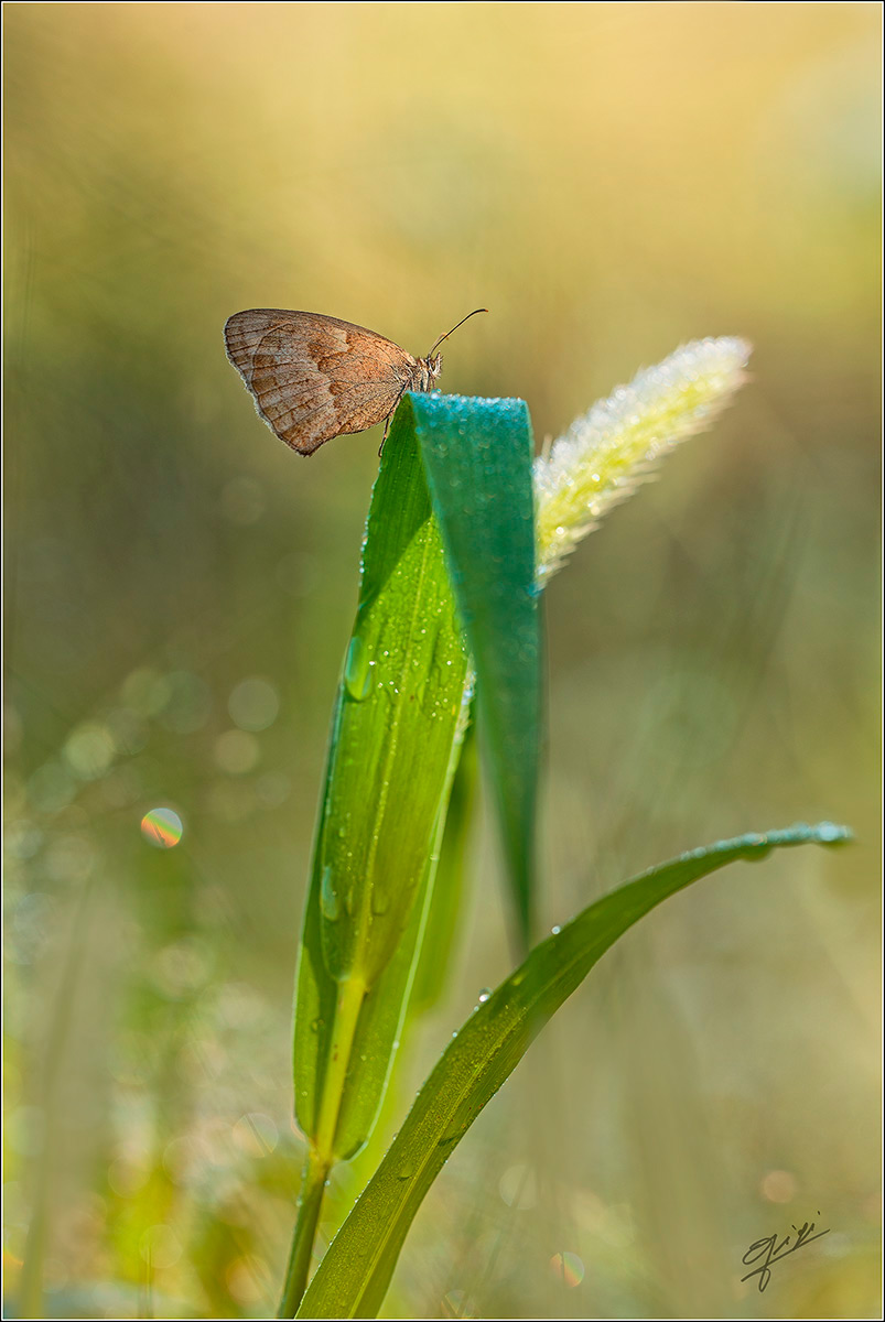 Erebia pronoe