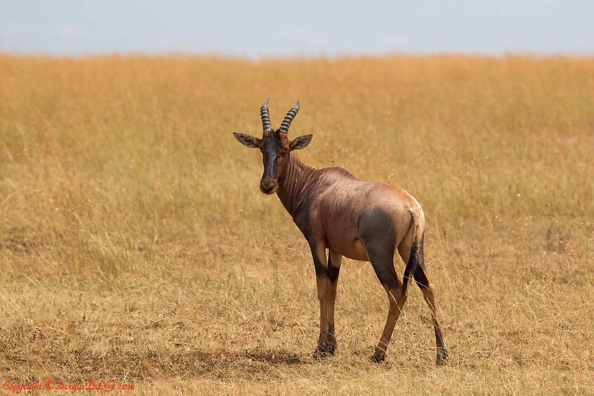 Topi antelope