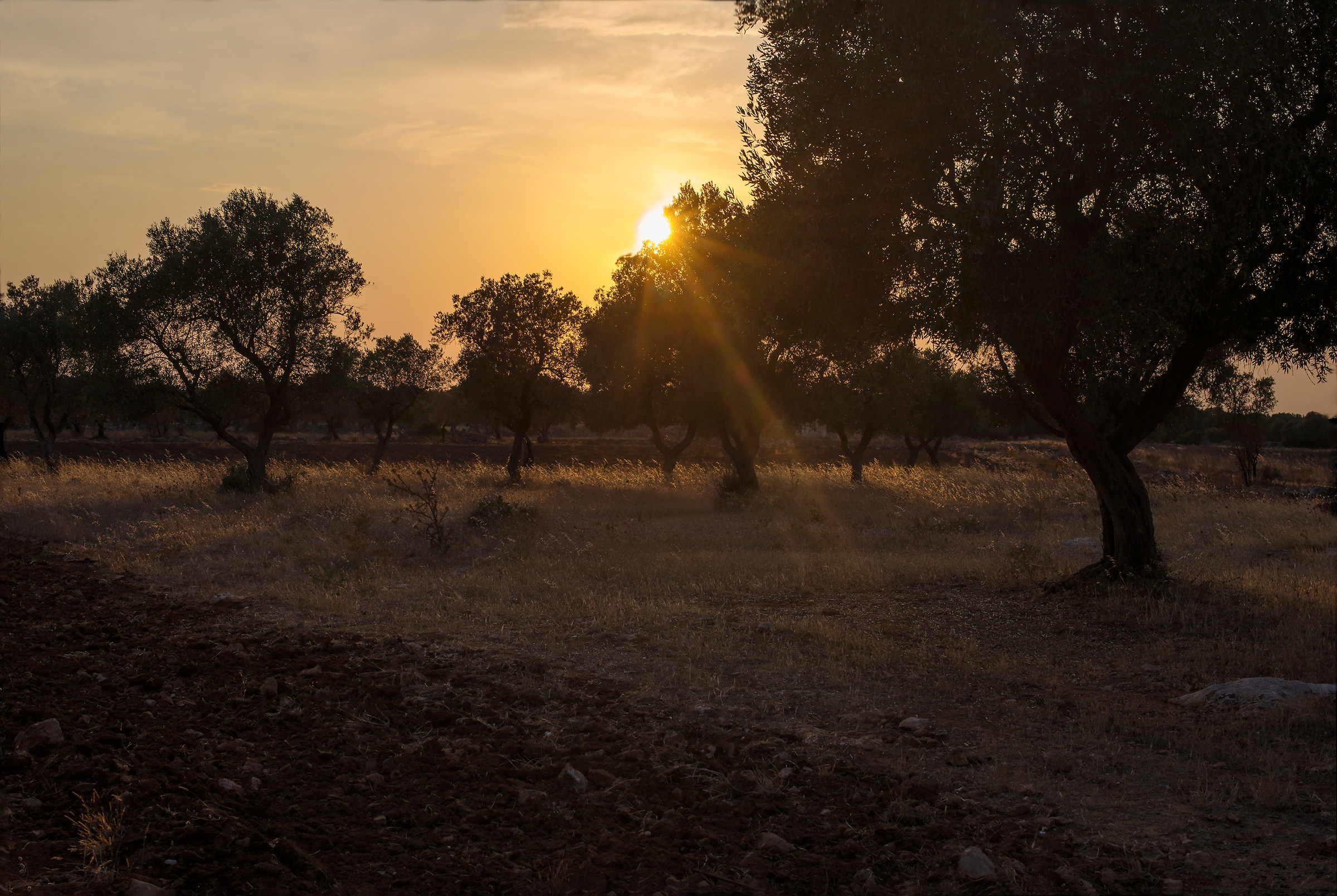 tramonto tra gli ulivi
