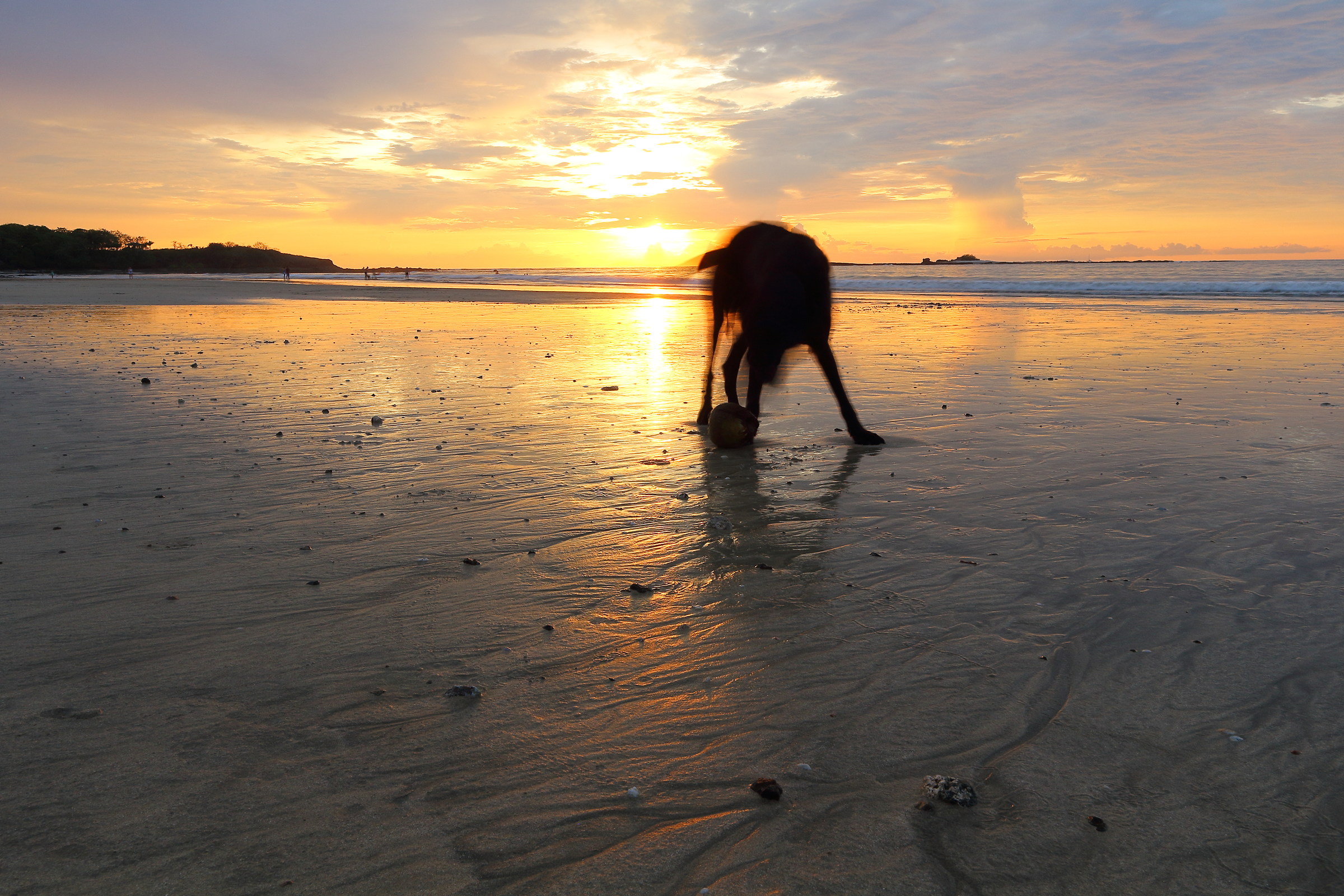Cane sulla spiaggia a Tamarindo
