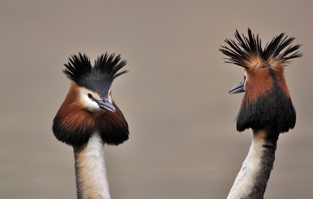 Grebes in love
