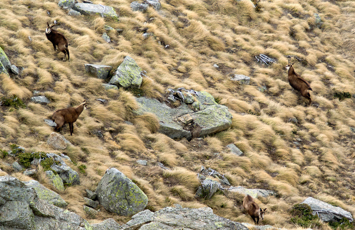 Camosci agli antipodi