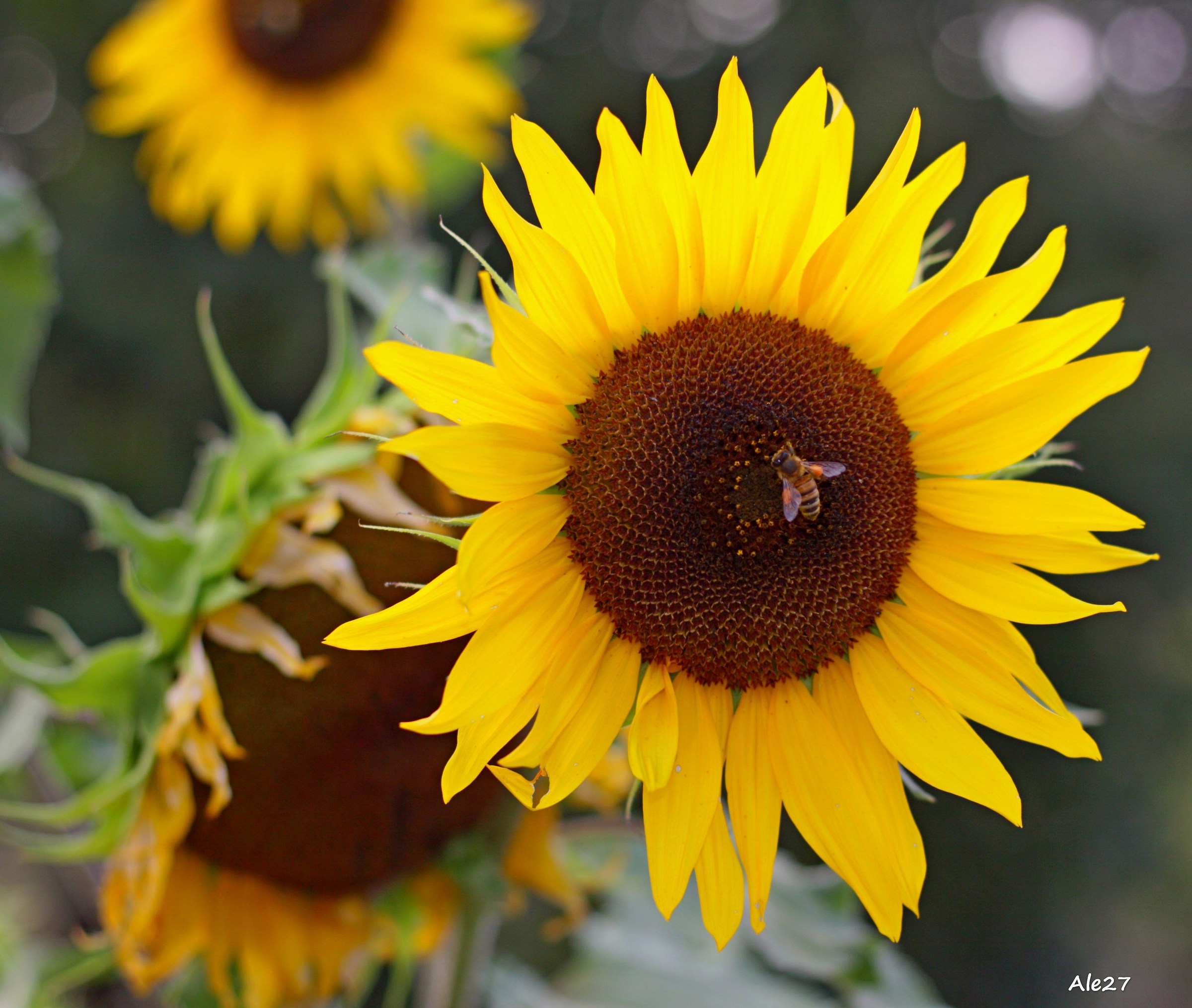 and as a sunflower ... I turn around you .... (Georgia)