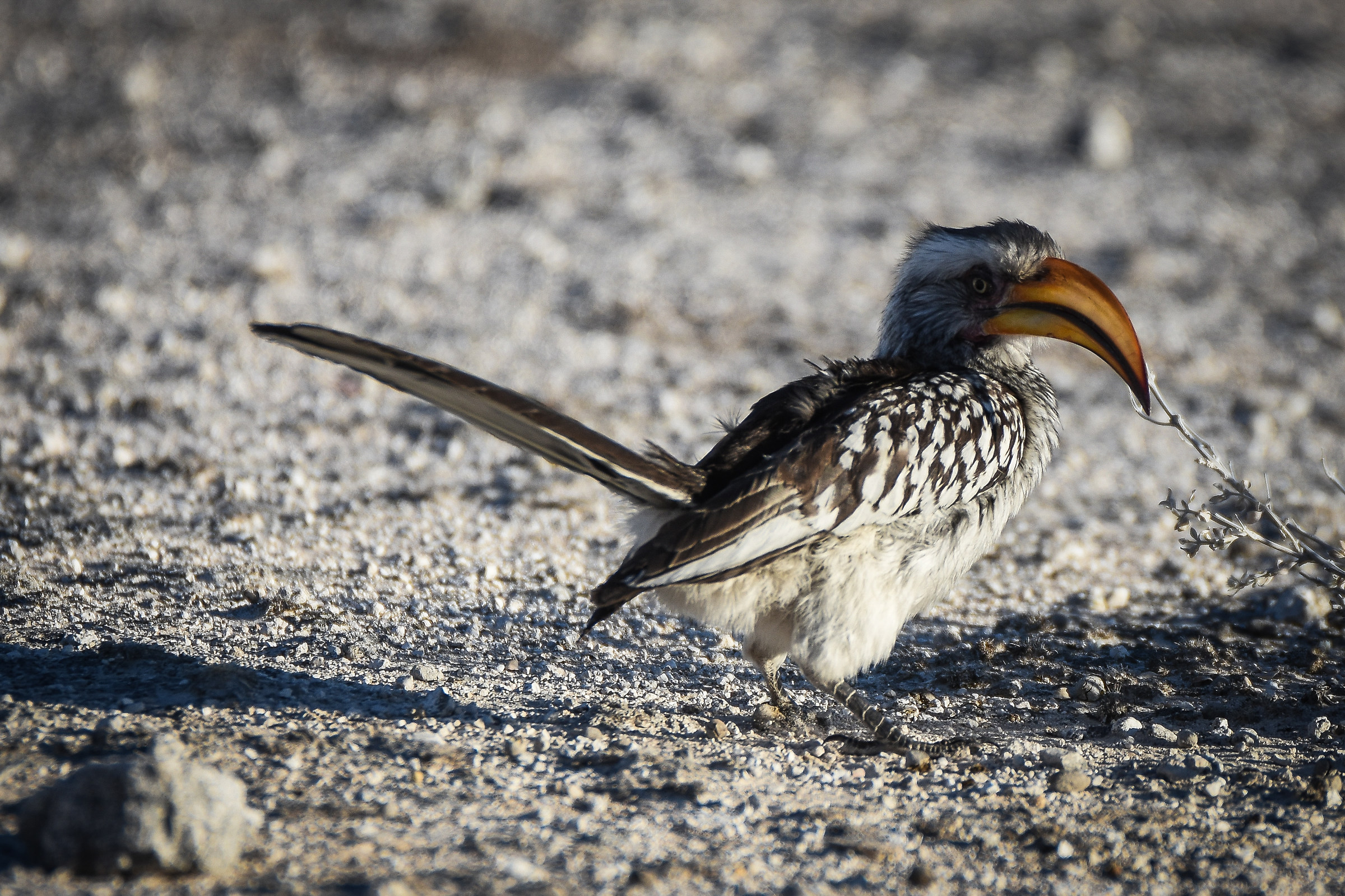 Buccero becco giallo. Etosha NP, Namibia