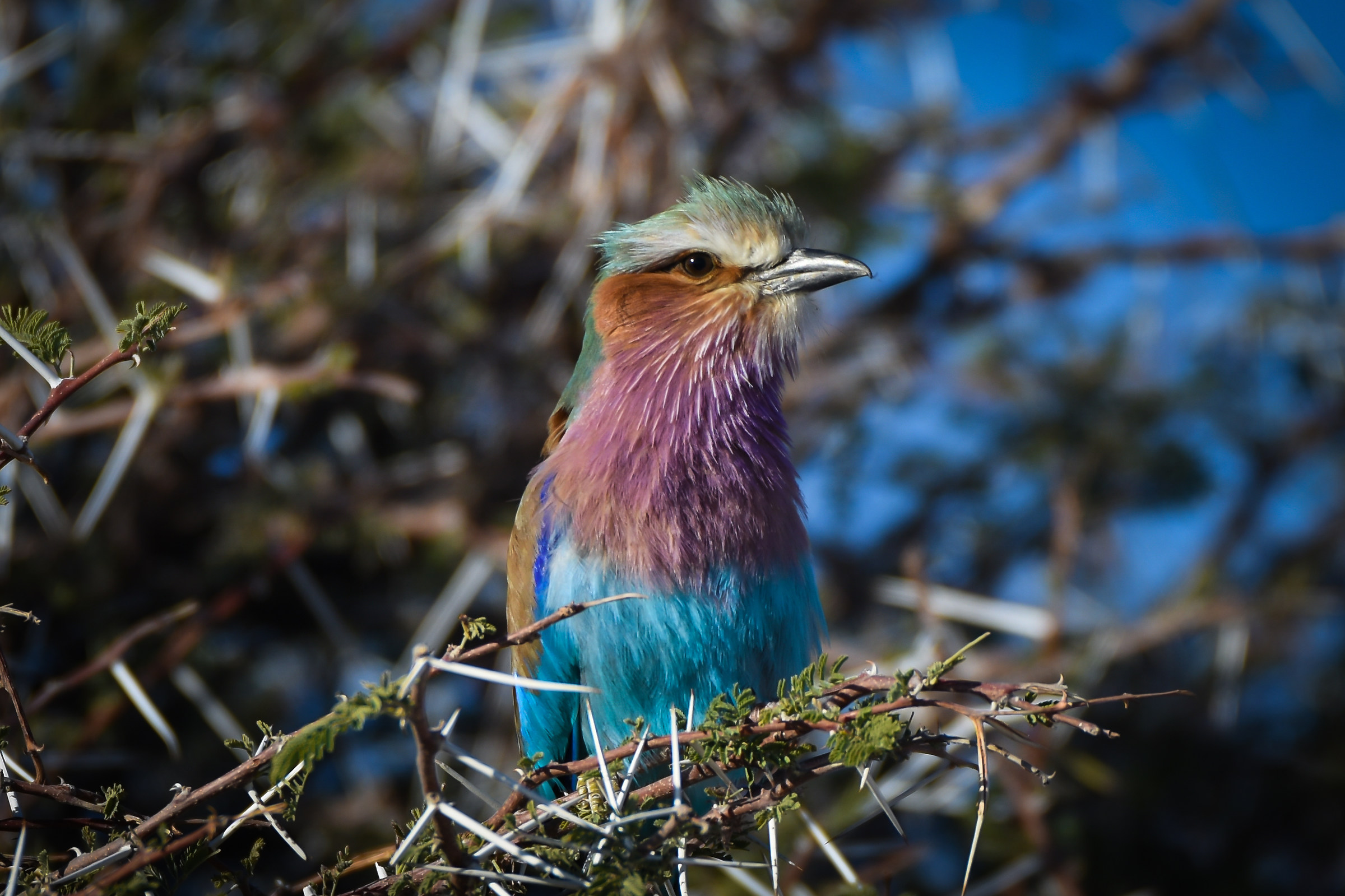 Lilac brested Roller