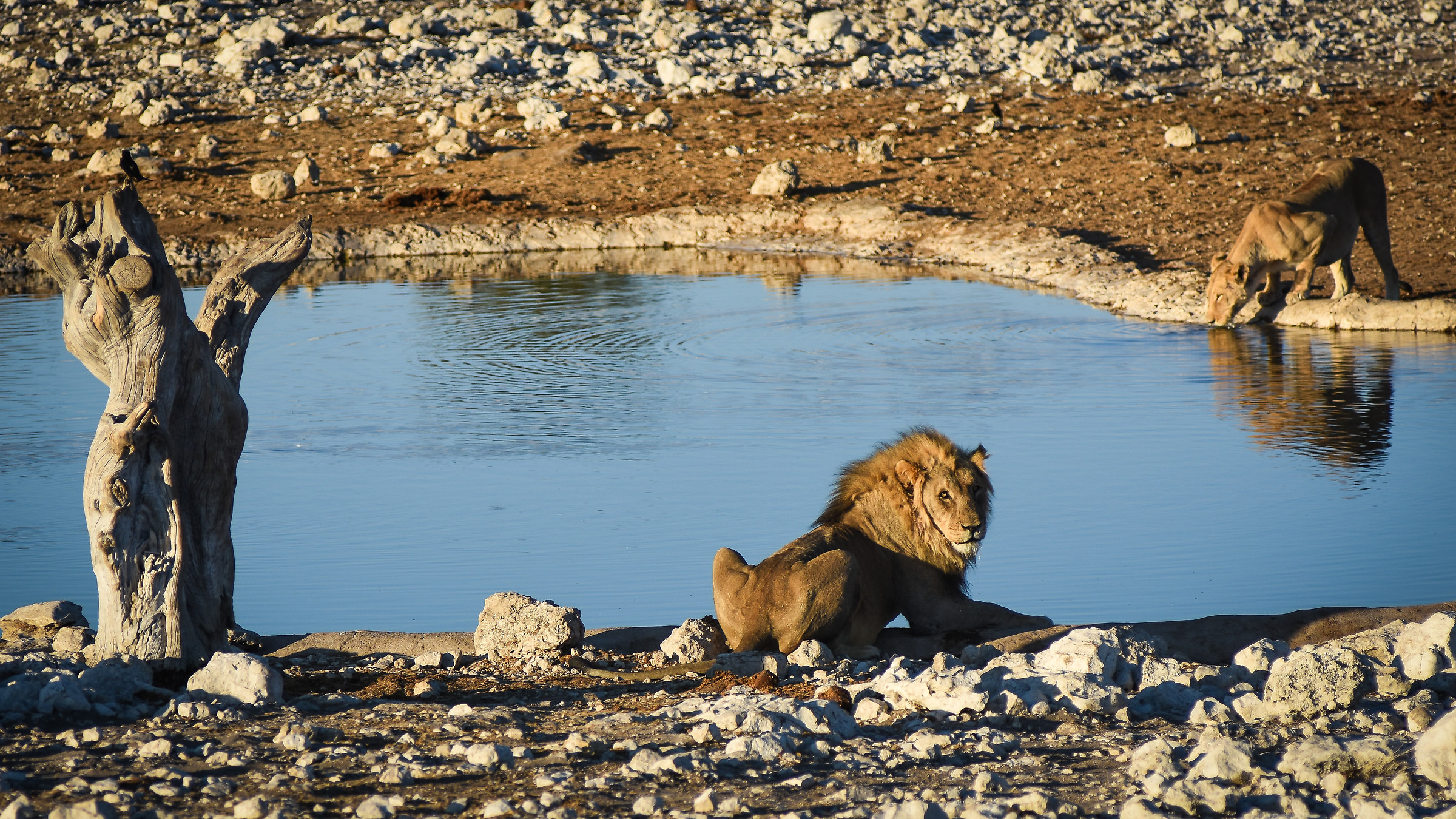 Lions at the pool