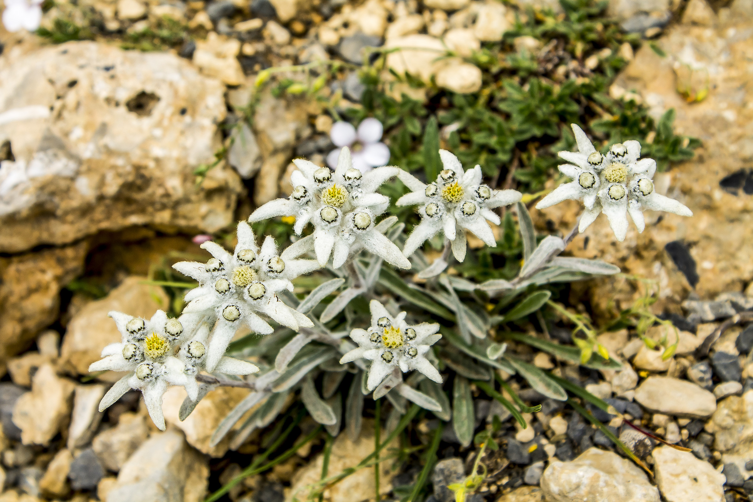 Alpi Marittime - Stella alpina