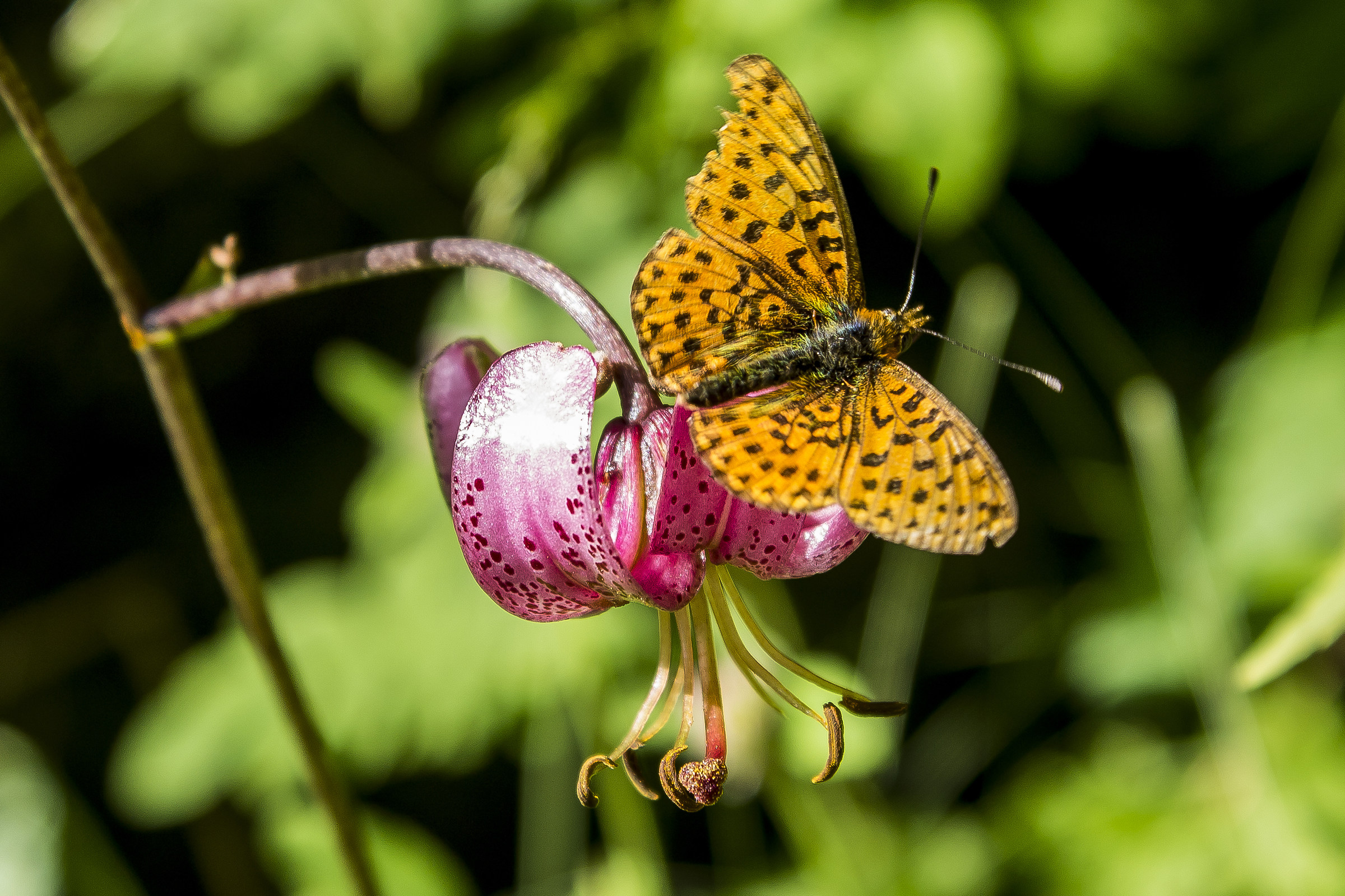 Alpi Marittime - Giglio Martagone