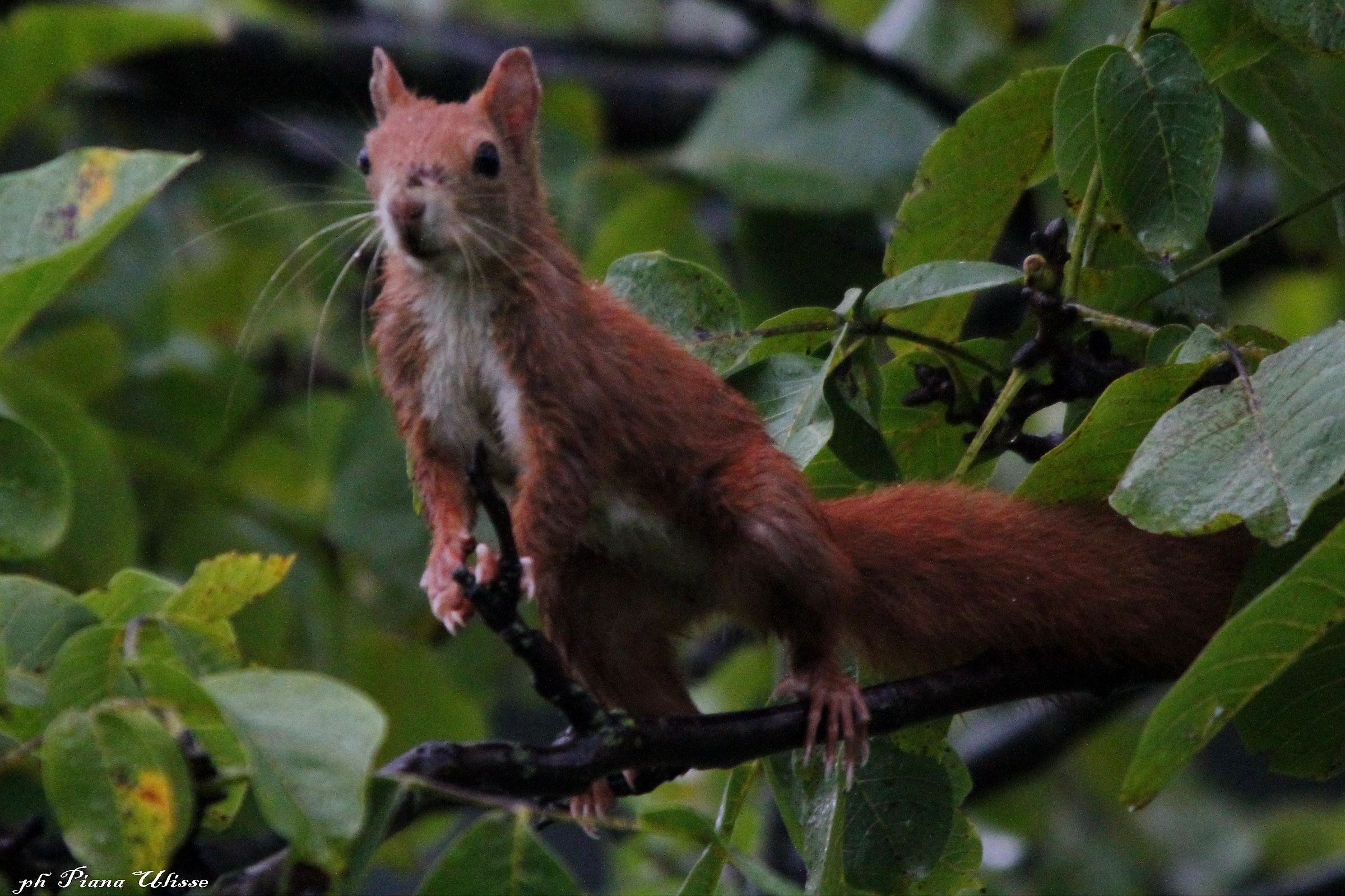 Red Squirrel 2