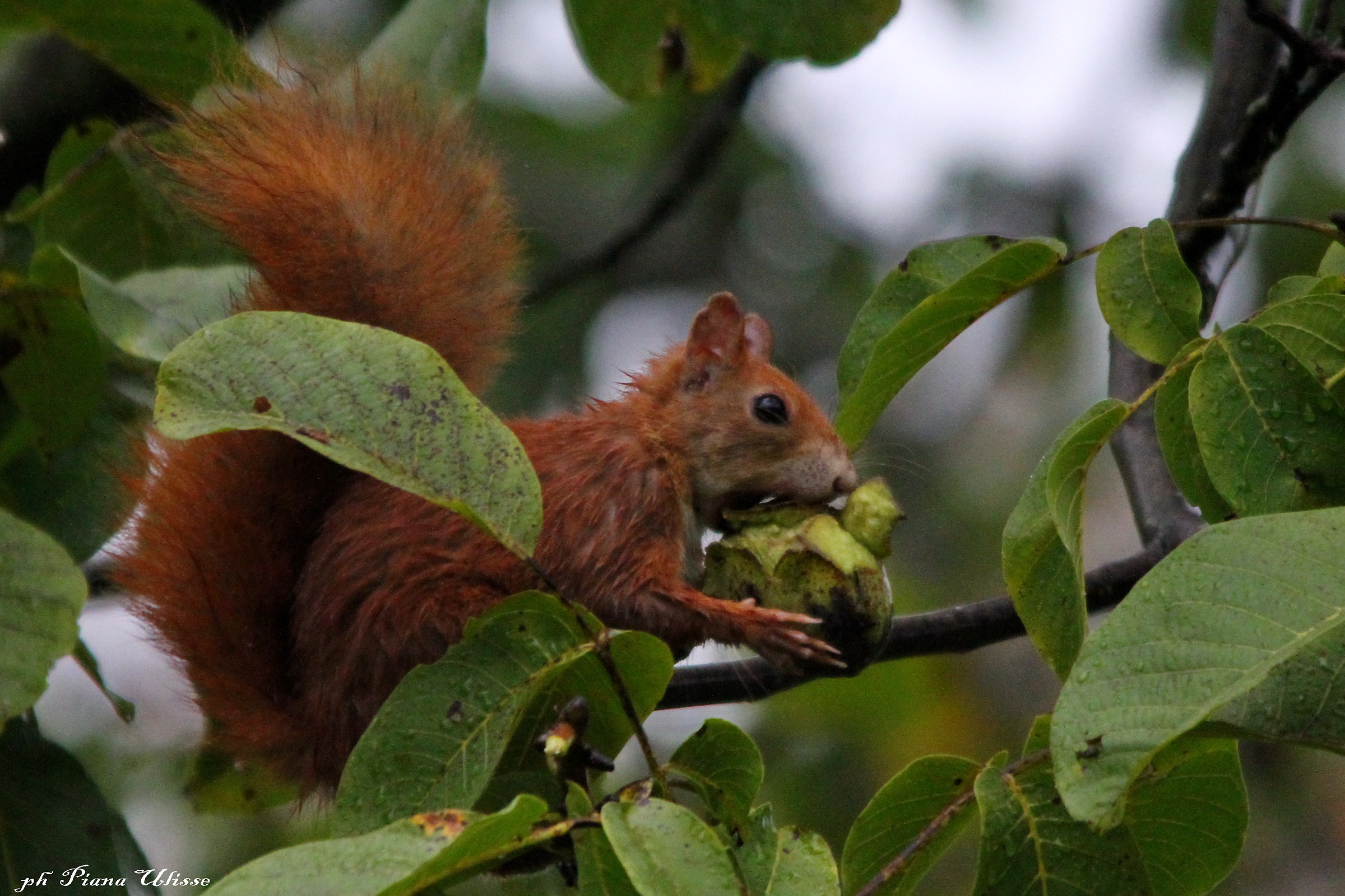 Red Squirrel 3