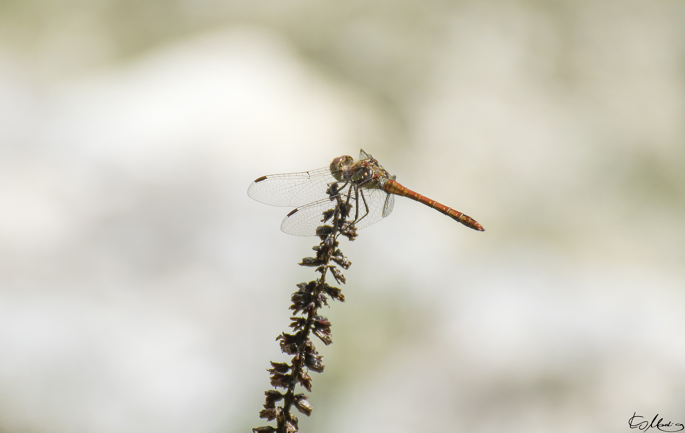 Dragonfly