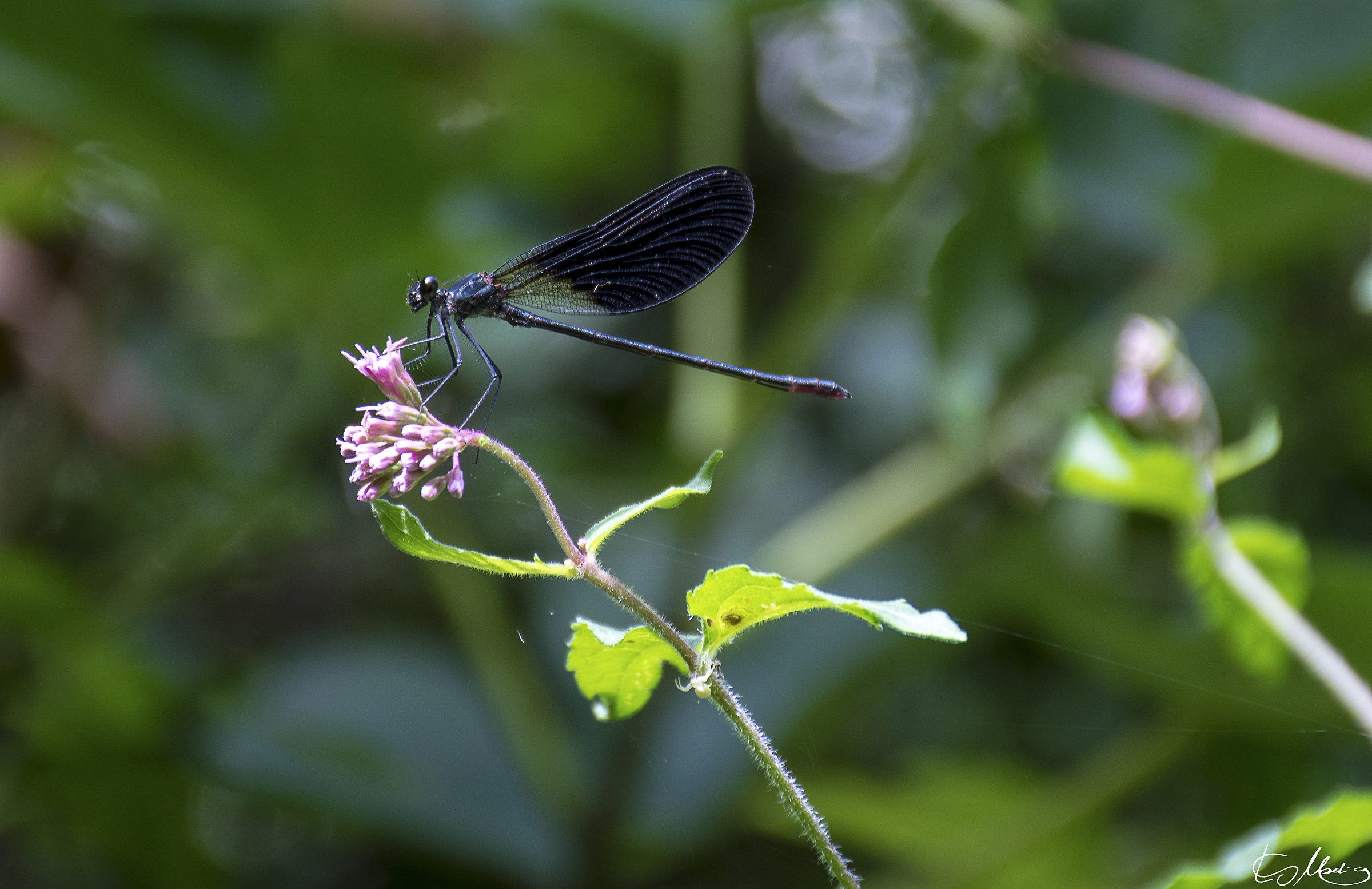 Dragonfly Black - Calopteryx haemorrhoidalis