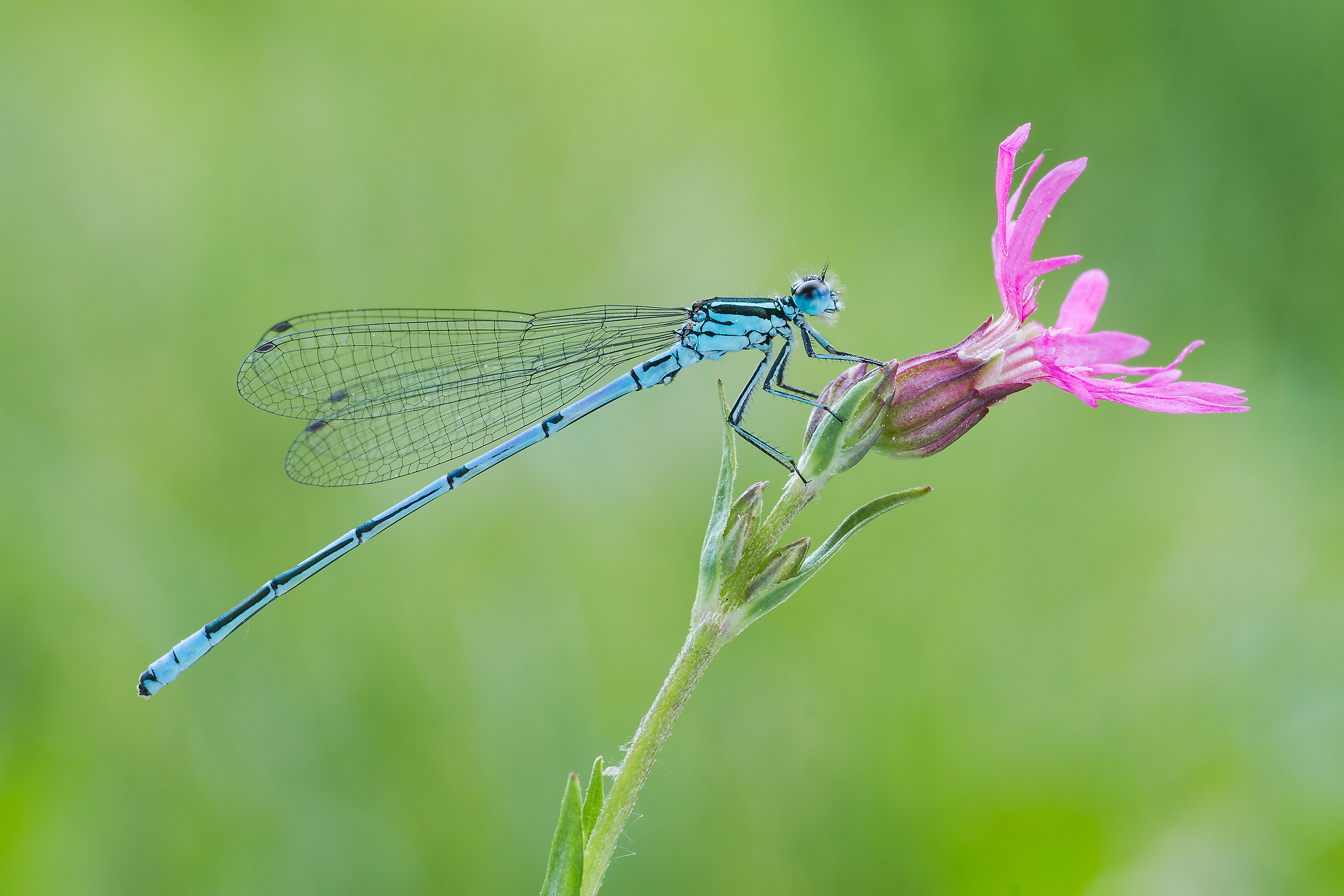 Nimfa stawowa - Enallagma cyathigerum