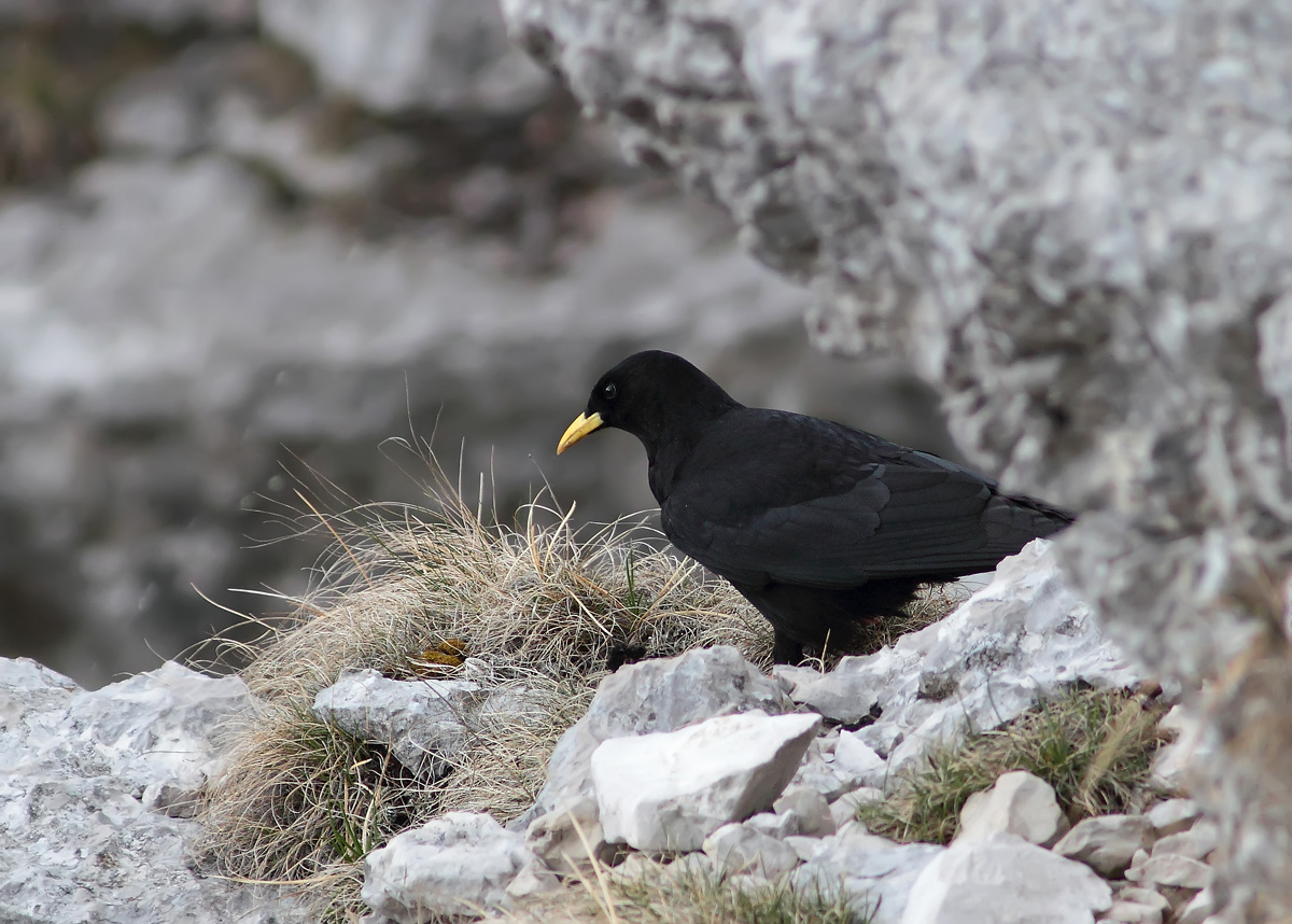 Alpine Chough