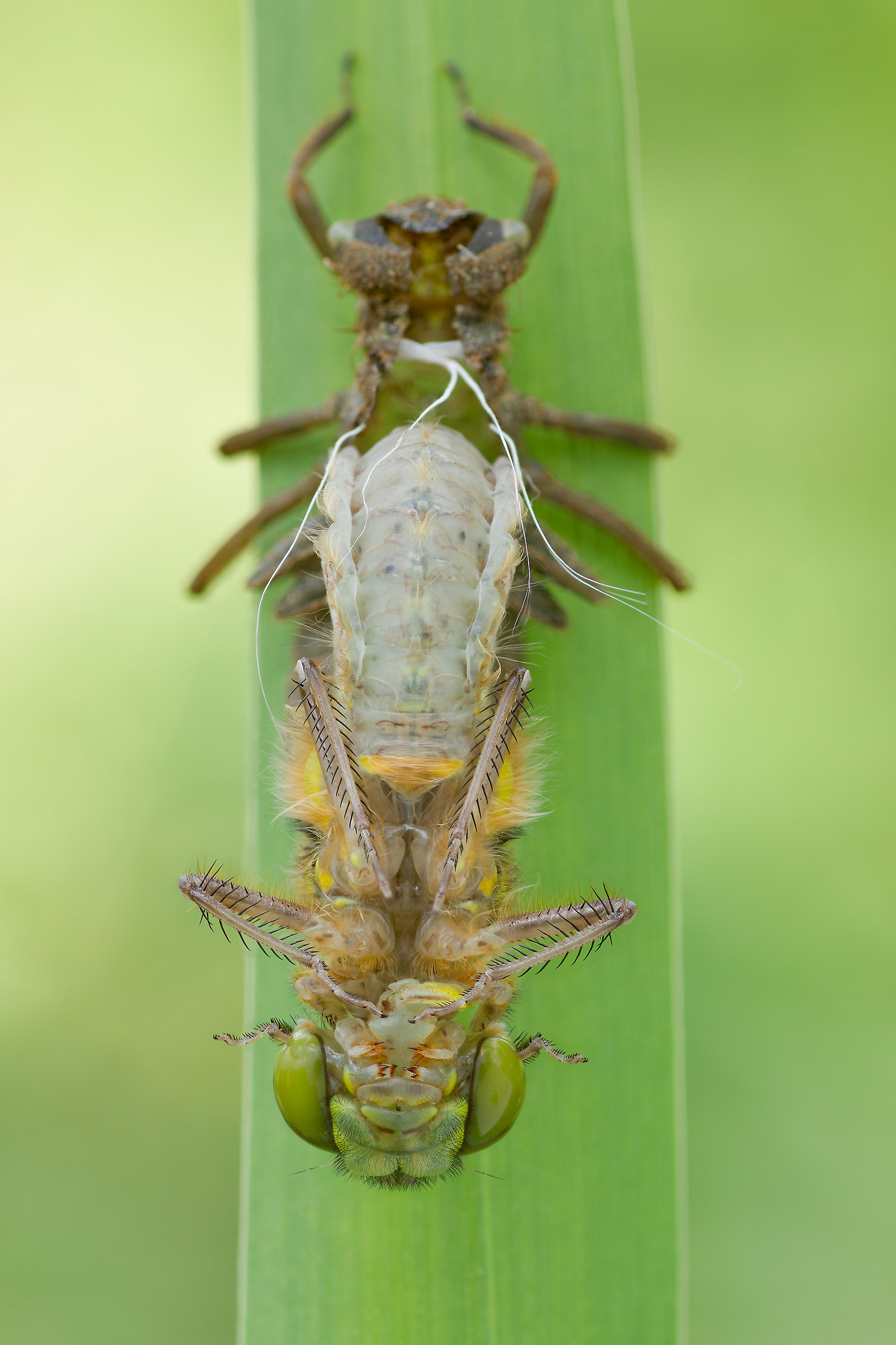 Birth of a dragonfly -  Cordulia aenea
