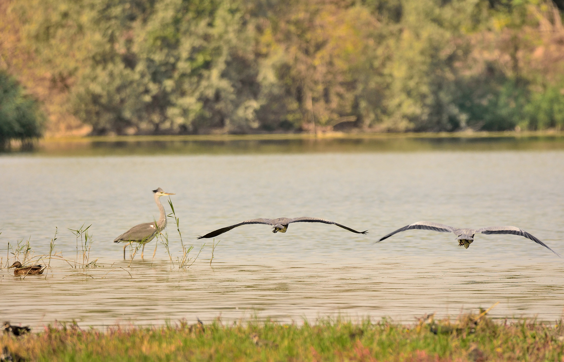 formation of herons on takeoff
