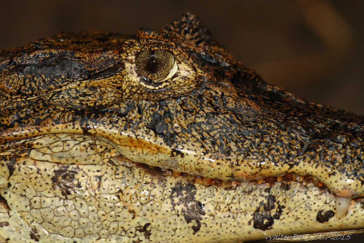 spectacled caiman (Caiman crocodilus)