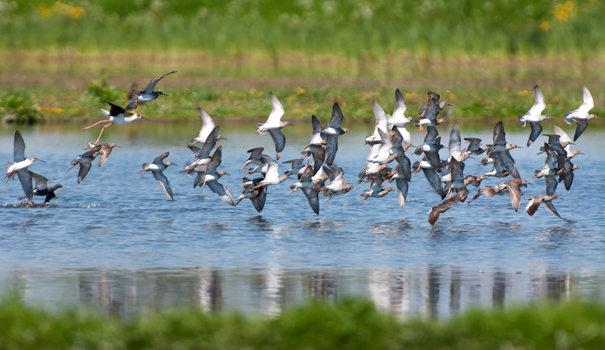 Combattenti a profusione....trova l'intruso